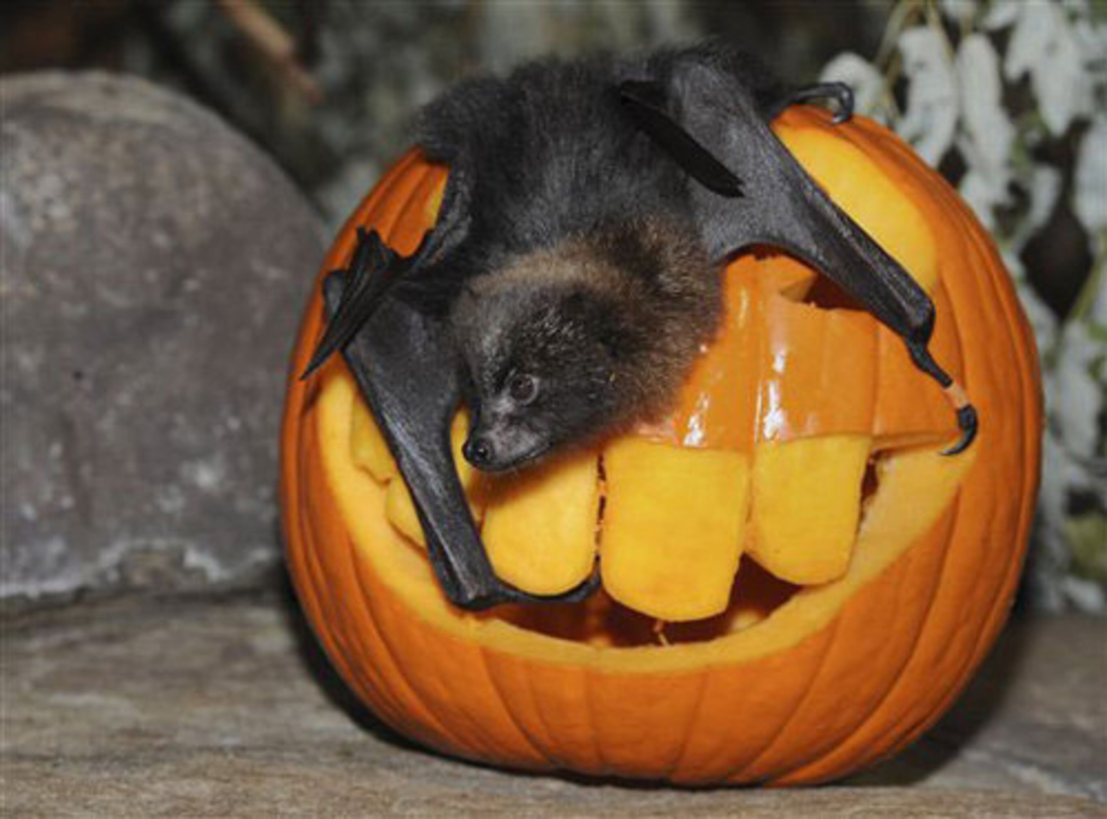 These animals are enjoying the Halloween season, coaxed by pumpkins offered as treats. In this photo taken Oct. 20, 2011 provided by the Chicago Zoological Society, Newt, a Rodriguez fruit bat, is given a pumpkin.