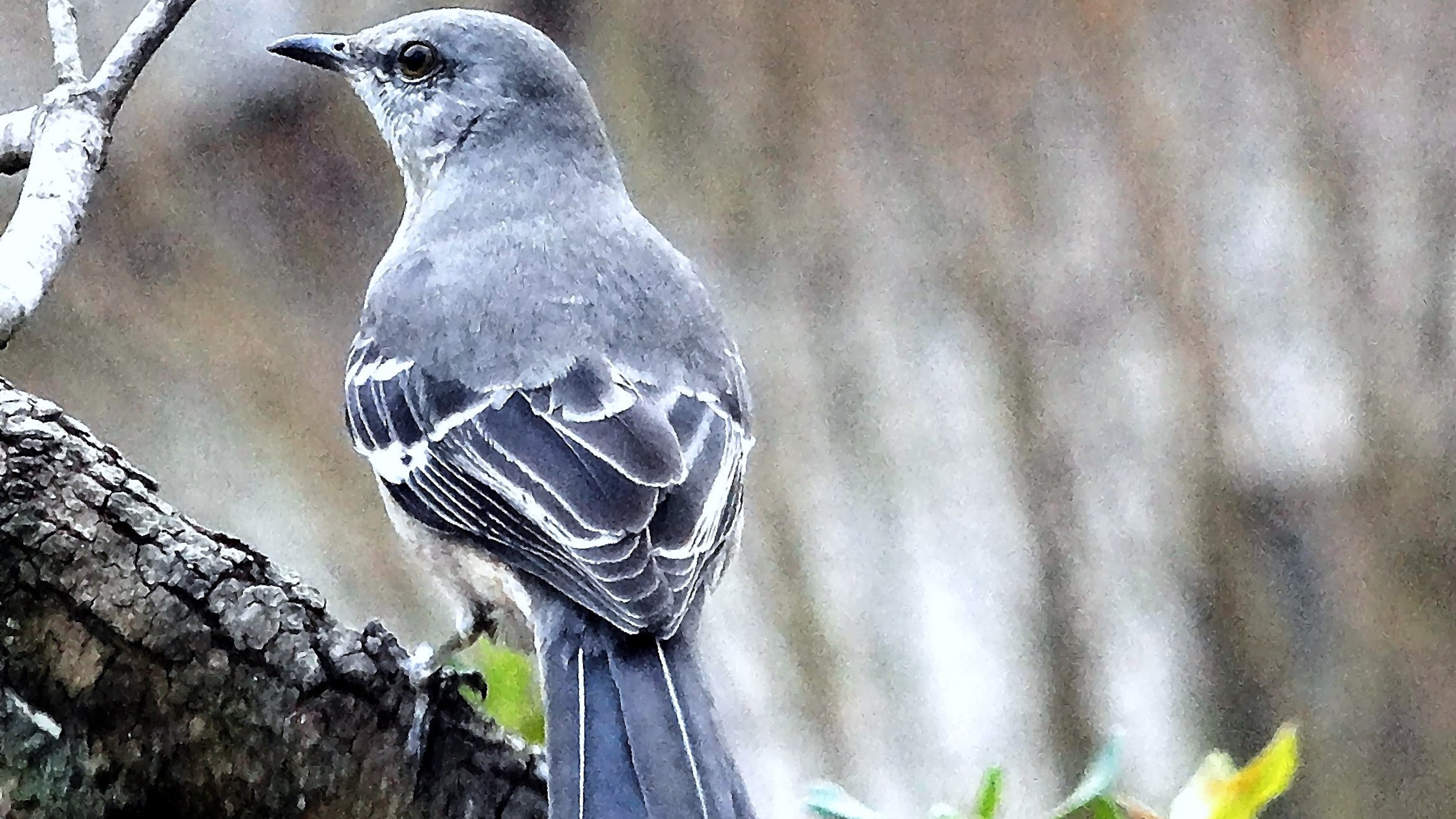 The Northern mockingbird is a fierce defender of its nest and may attack anything — including humans — it perceives as a threat to its eggs and young. (Courtesy Charles Seabrook)