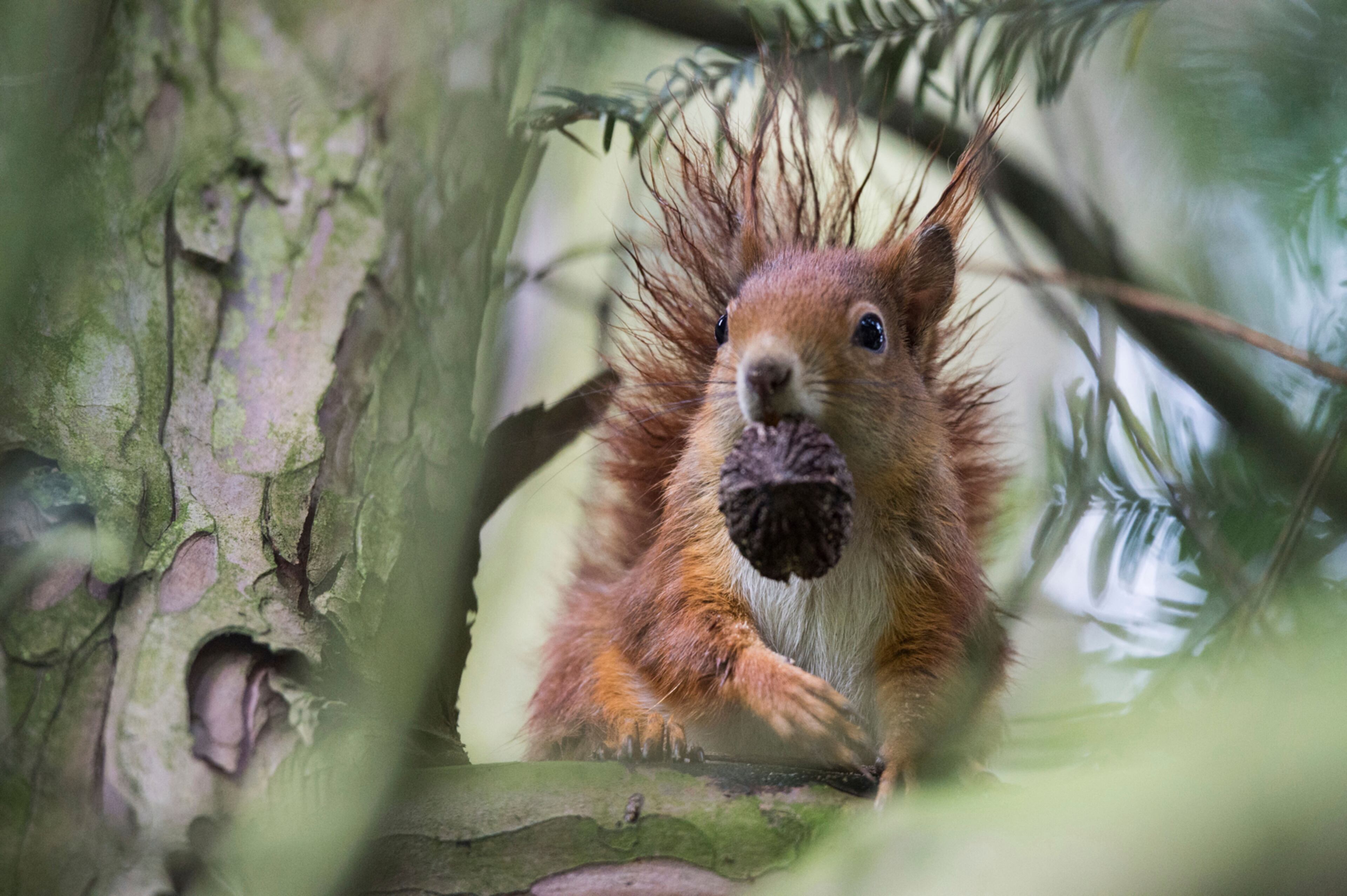 A red squirrel hold a seed pod in its mouth while sitting on a tree in Stuttgart, Germany, Wednesday, April 19, 2017. (Lino Mirgeler/dpa via AP)