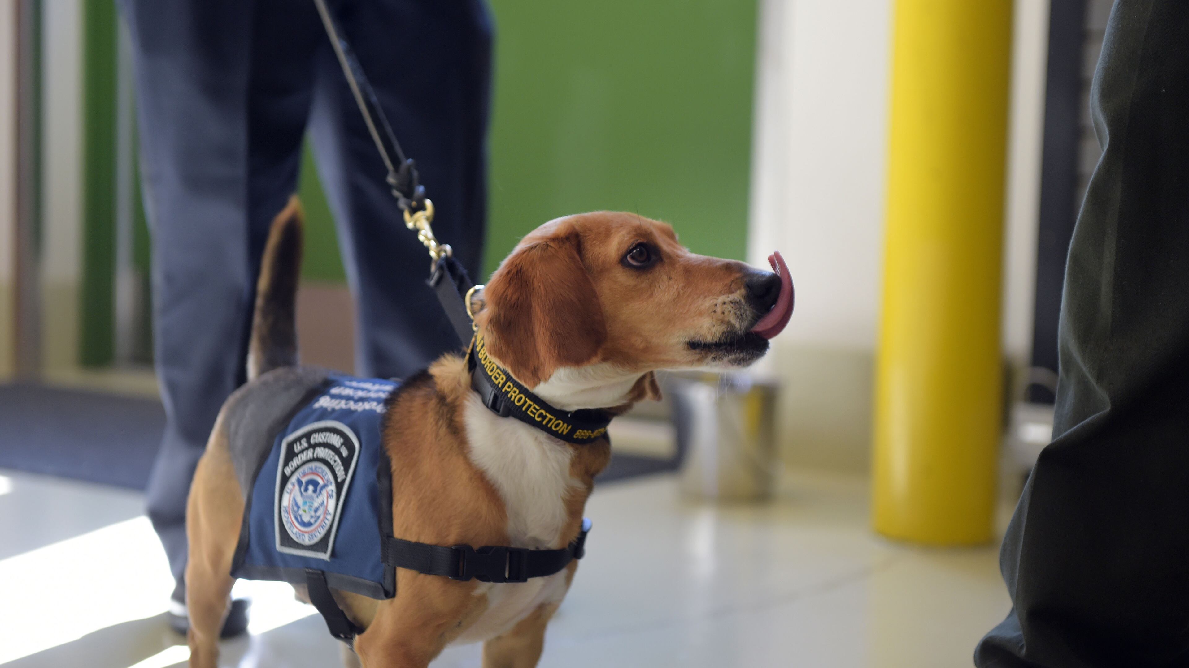 MARCH 16, 2017 NEWNAN U.S. Customs and Border Protection Agriculture Specialist Amabelle Gella and âMurray,â K9 Beagle, perform a search during a demonstration at the National Detector Dog Training Center in Newnan, Thursday, March 16, 2017. Murray was rescued in the Northeast Georgia Animal Shelter after sustaining obvious injuries. After his rescue, he was trained as an agriculture detector dog through the USDA. He'll work at Hartsfield Jackson International Airport. KENT D. JOHNSON/AJC