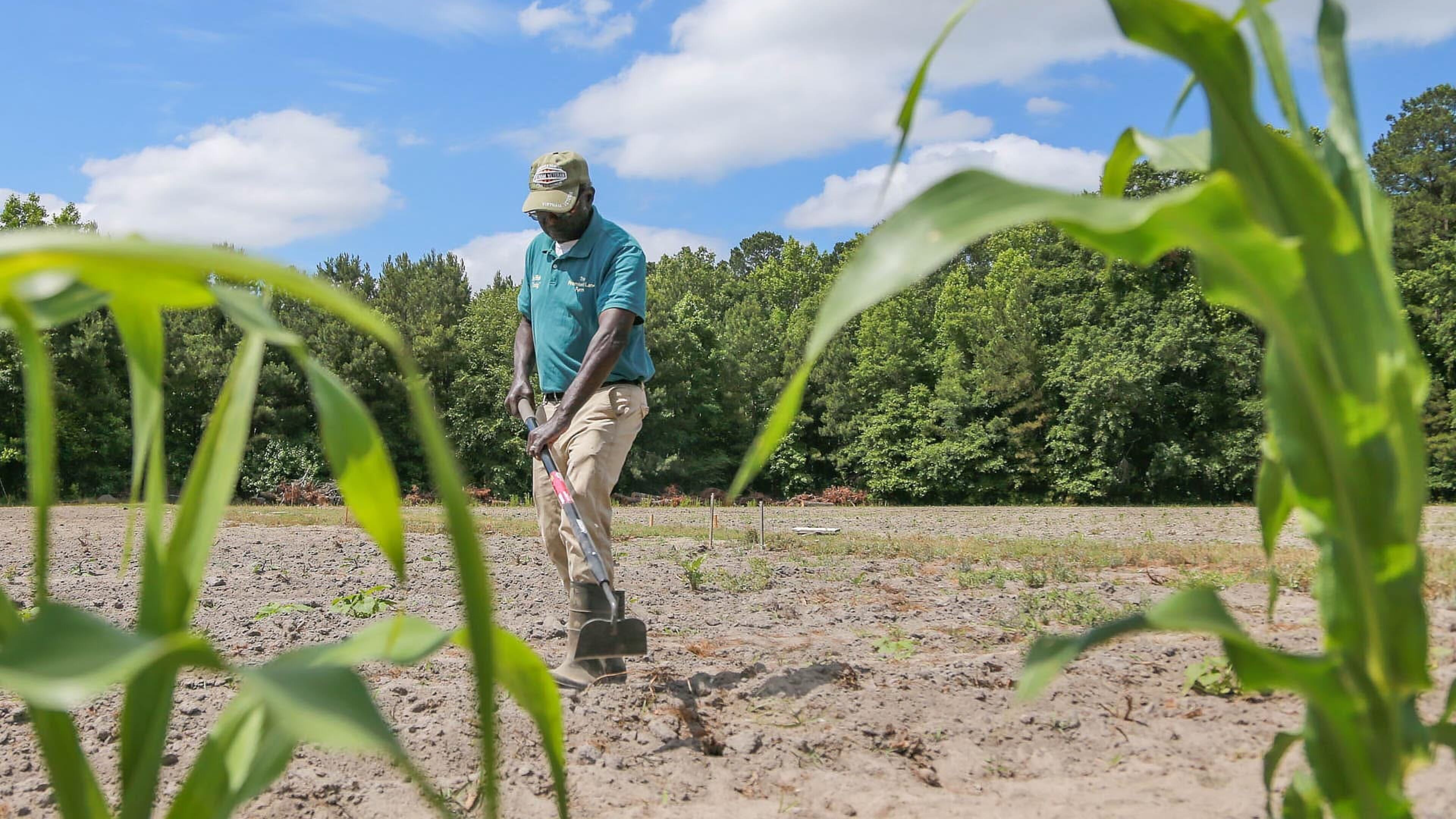 Robert "Uncle Bob" Johnson uses a hoe to clear some weeds from his filed at Promised Land Farm in Monteith. (Savannah Morning News)