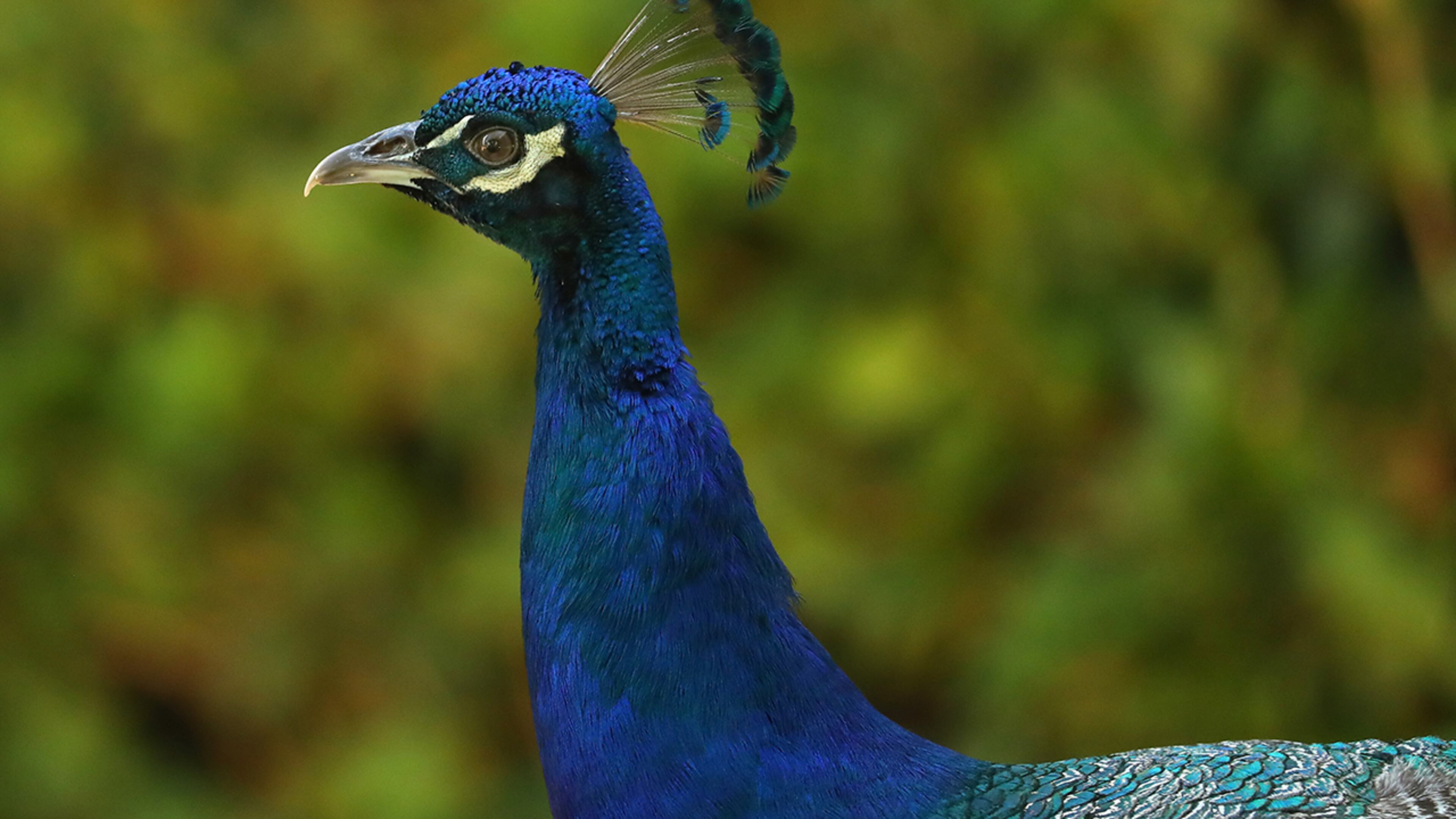 Police are looking for whoever is responsible for killing two domesticated peacocks (not pictured) in Florida.