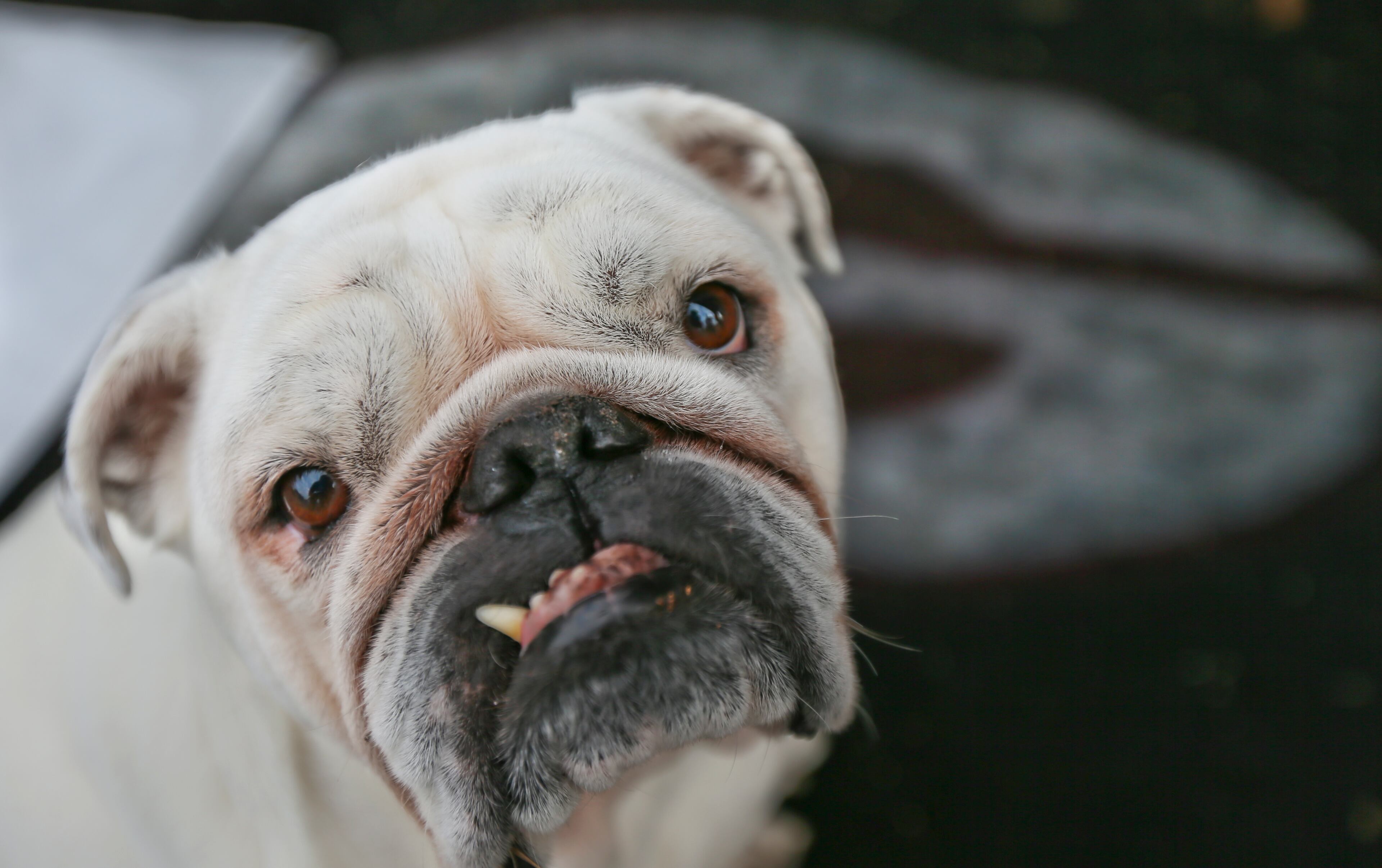 Randy Meade's bulldog, Georgia, looked ready to tangle with someone Friday outside their RV. | Tailgating at Dome has begun | Bulldogs fans excited | Complete SEC Championship coverage