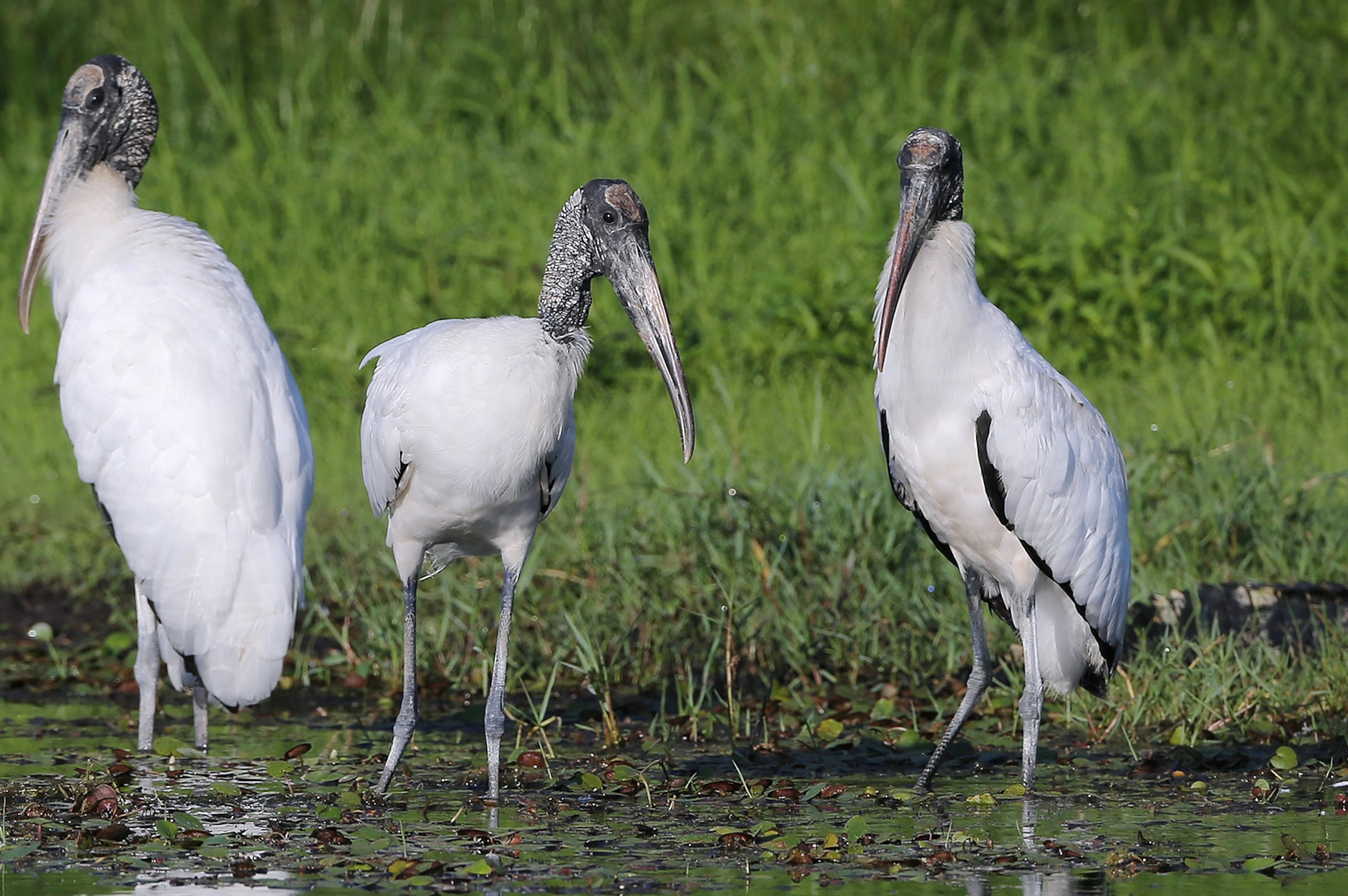 Coastal birds of Georgia
