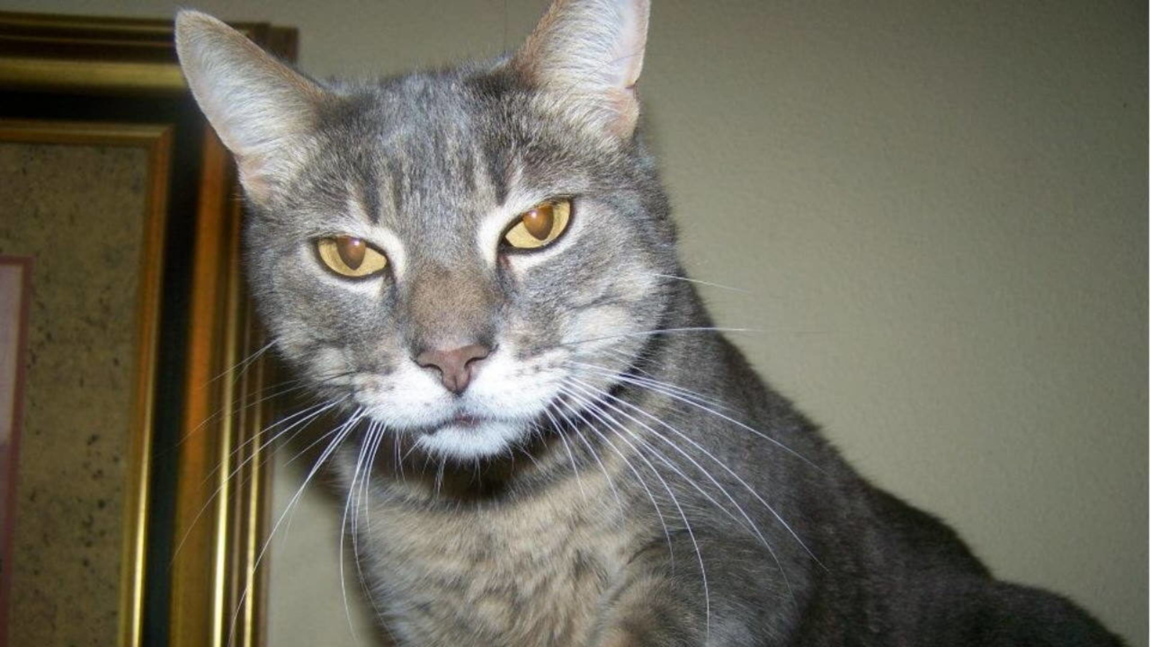 Feral cats have become a problem, according to a New Mexico woman who is suing Albuquerque officials.