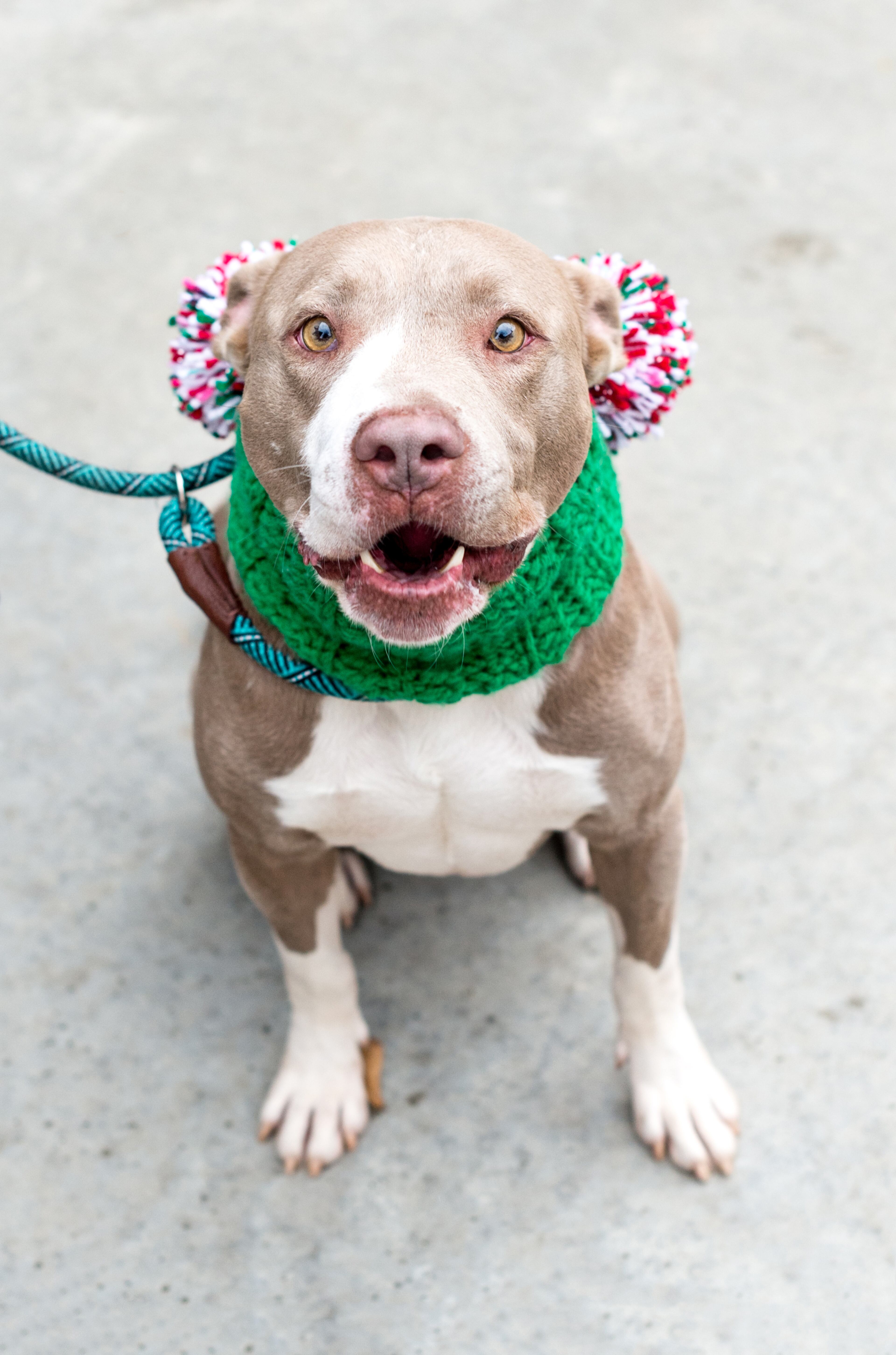 Karen Hirsch, spokeswoman for Lifeline Animal Project, which manages the shelters, said a higher number of animals were brought into the shelters in November than the same month in previous years, adding to a “space crisis.”
Photo Courtesy Lifeline Animal Project.