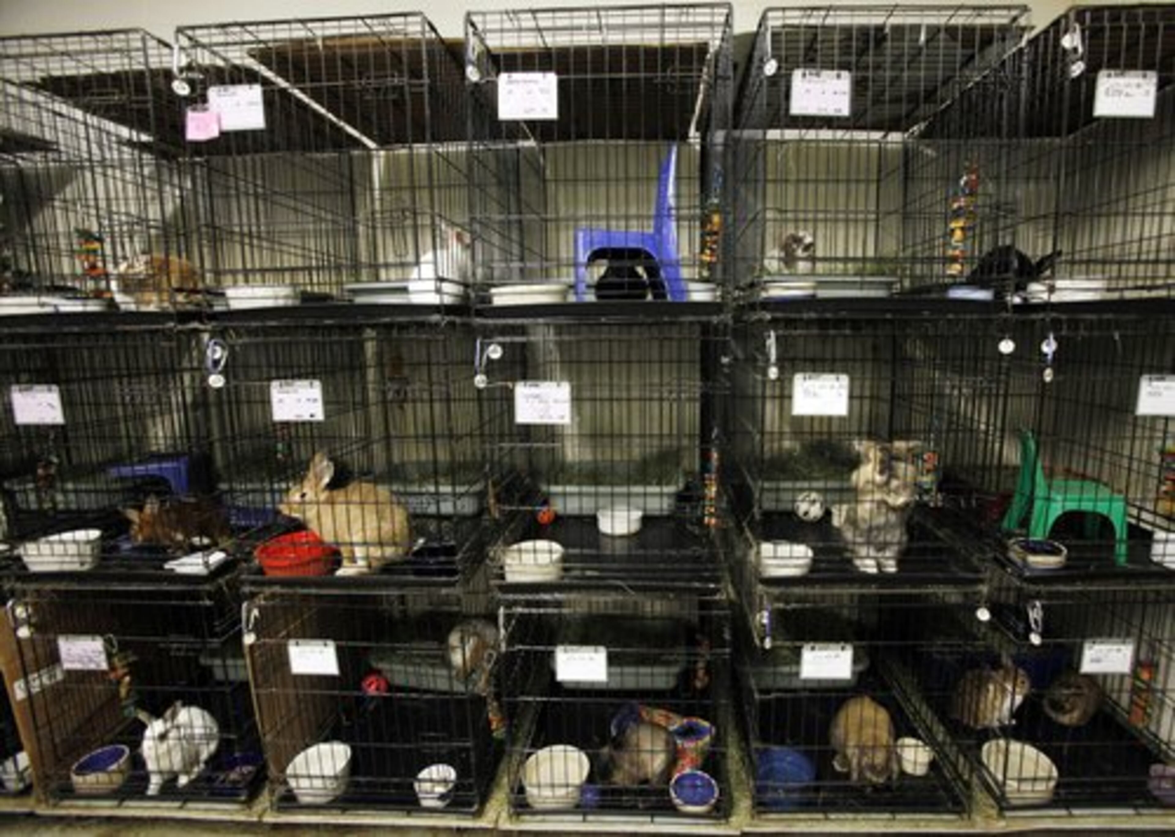 Dozens of rabbits are seen at a shelter at The Burrow, the Bunny Bunch headquarters in Montclair, Calif.