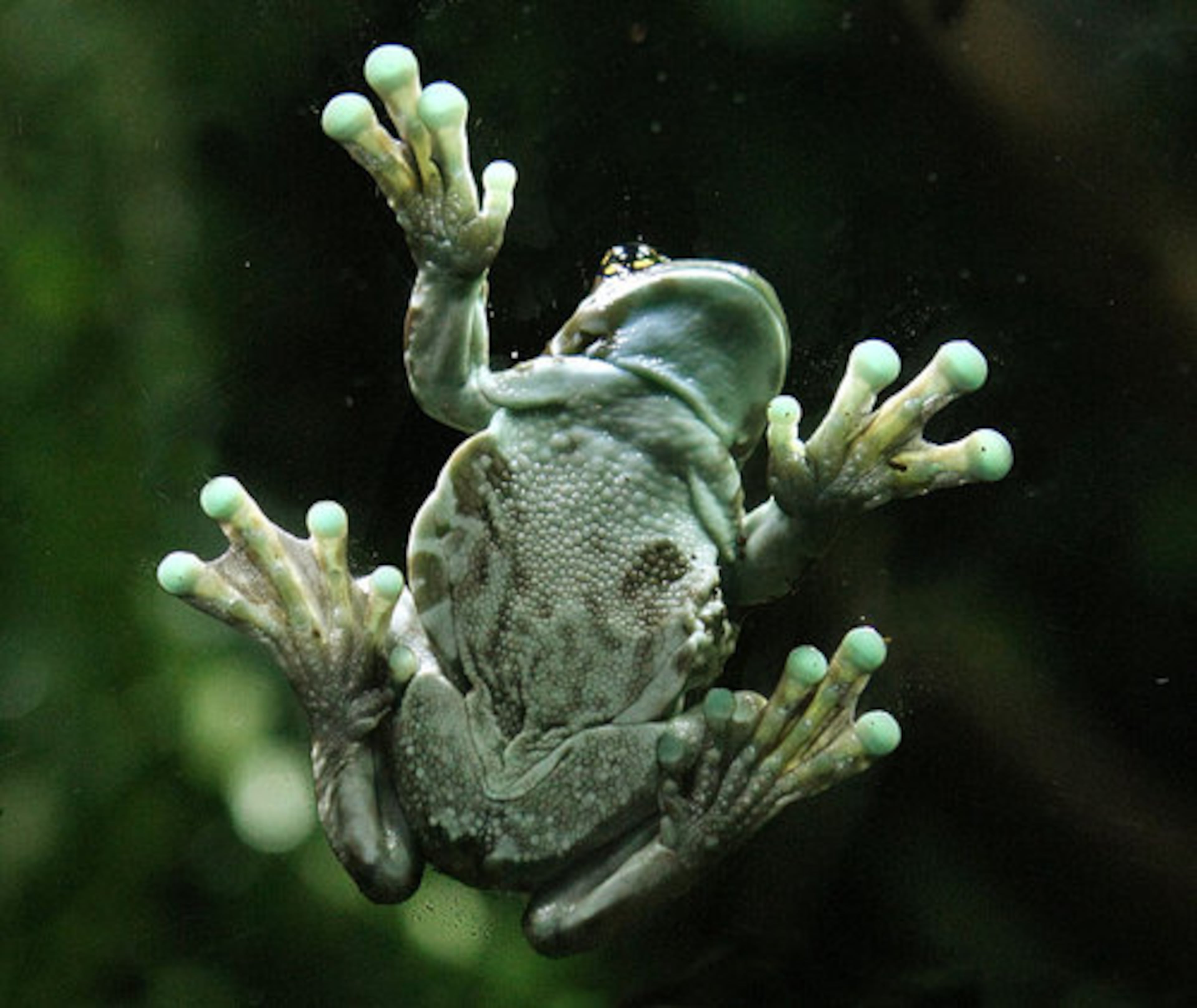 An Amazon milk frog also calls the new exhibit, which also features lush rain forest greens and a waterfall.