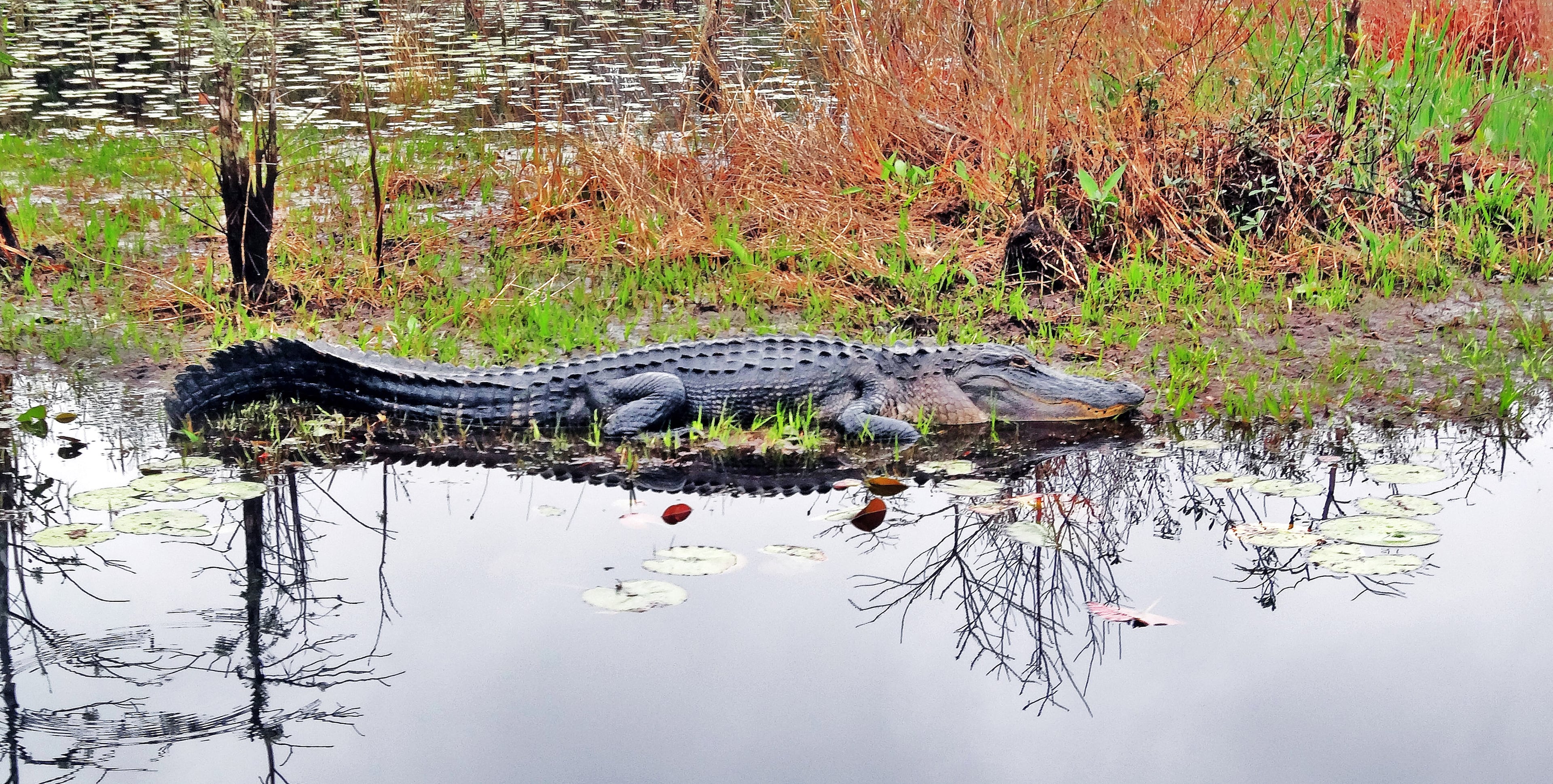 Georgia's vast Okefenokee Swamp is filled with alligators like this one in the swamp's Chesser Prairie area. (Photo by Charles Seabrook).