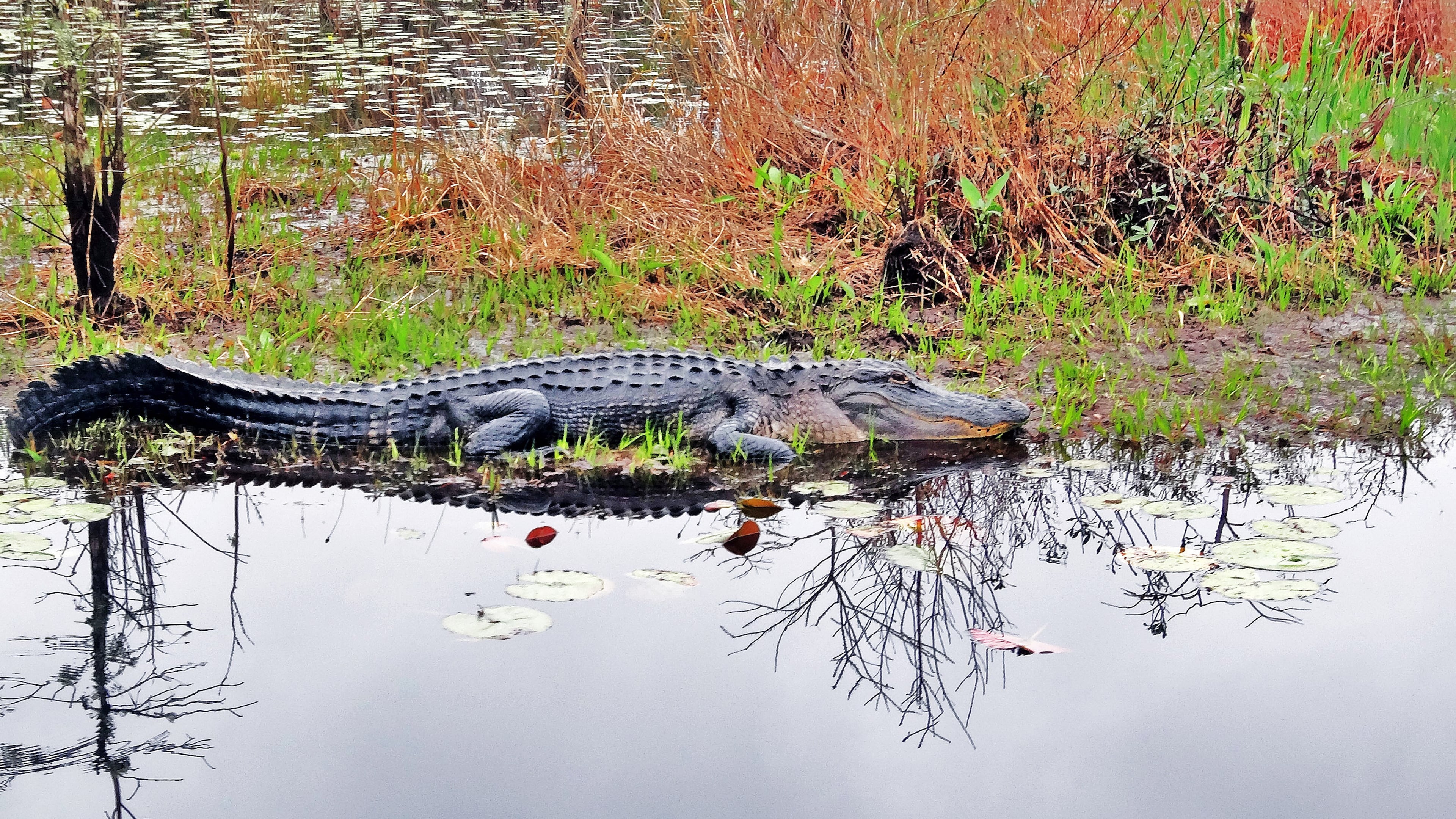 Georgia's vast Okefenokee Swamp is filled with alligators like this one in the swamp's Chesser Prairie area. (Photo by Charles Seabrook). HANDOUT PHOTO - NOT FOR RESALE