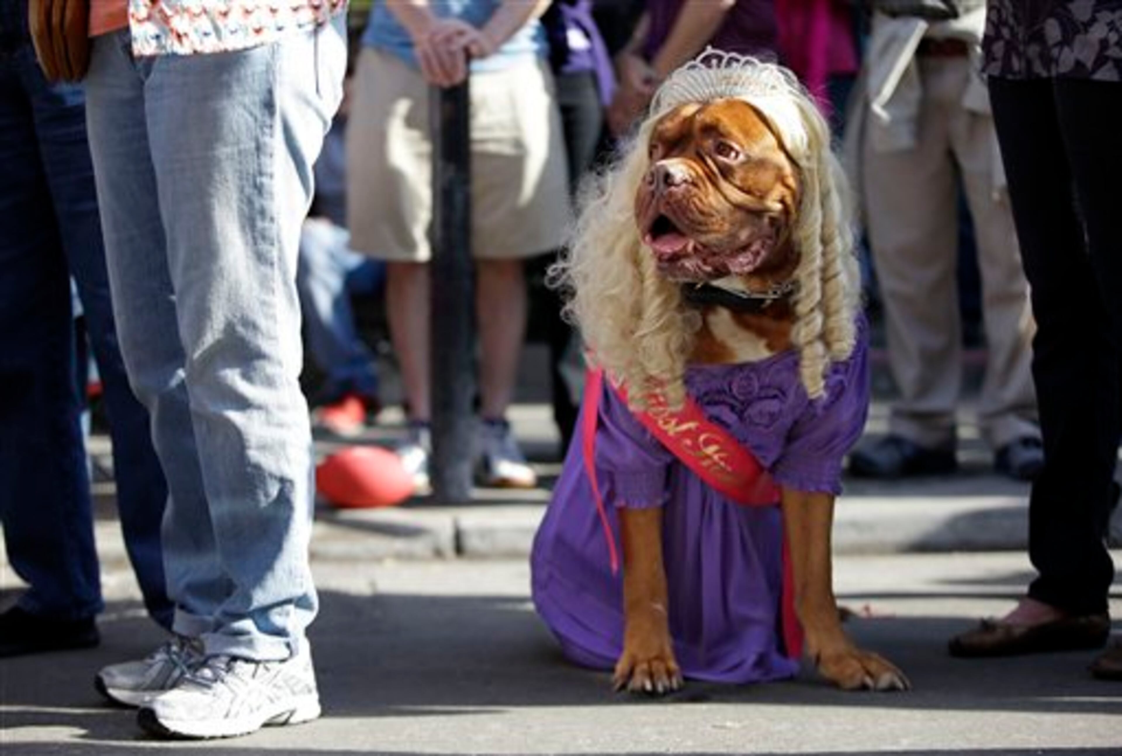 A Dogue de Bordeaux, dressed as a beauty pageant winner, watches the Mystic Krewe of Barkus Mardi Gras parade on Sunday, Jan. 27, 2013, in New Orleans. The annual parade is made up of dressed up dogs and their owners. (AP Photo/Mark Humphrey)