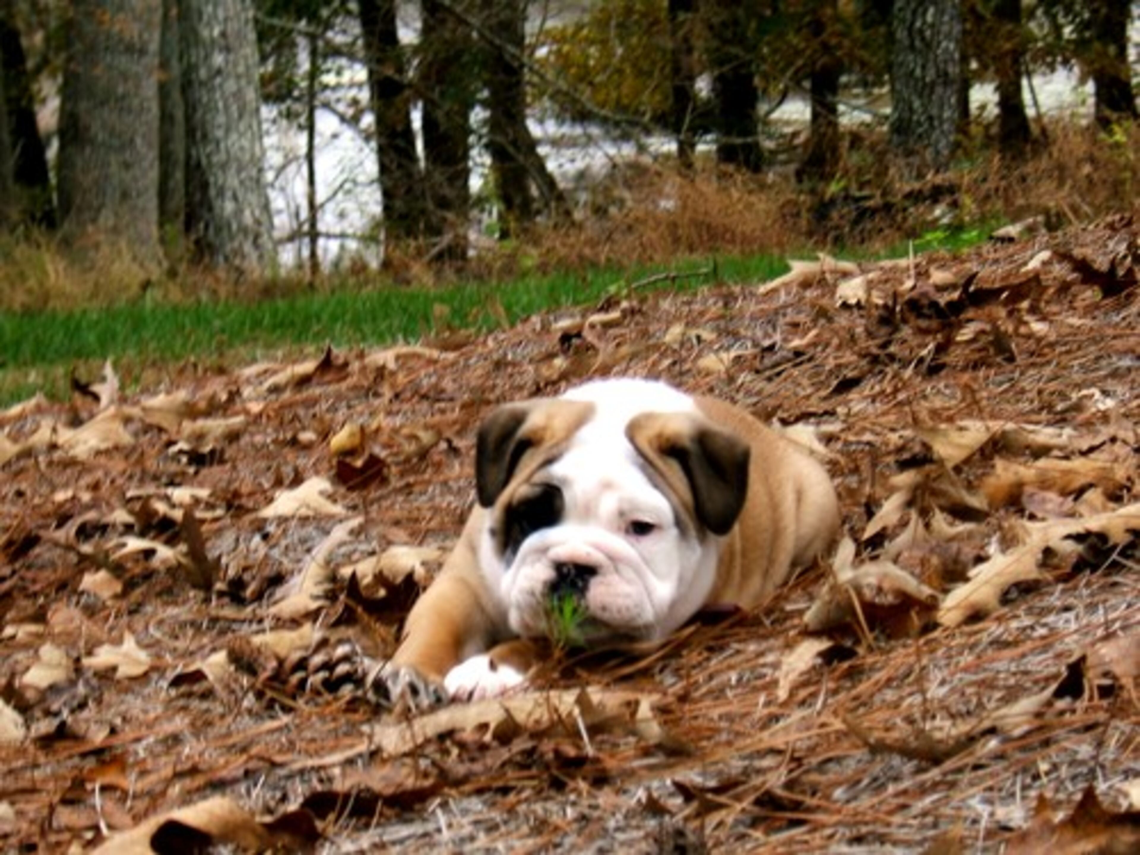 Buddy shows that bulldogs enjoy a roll in the leaves.