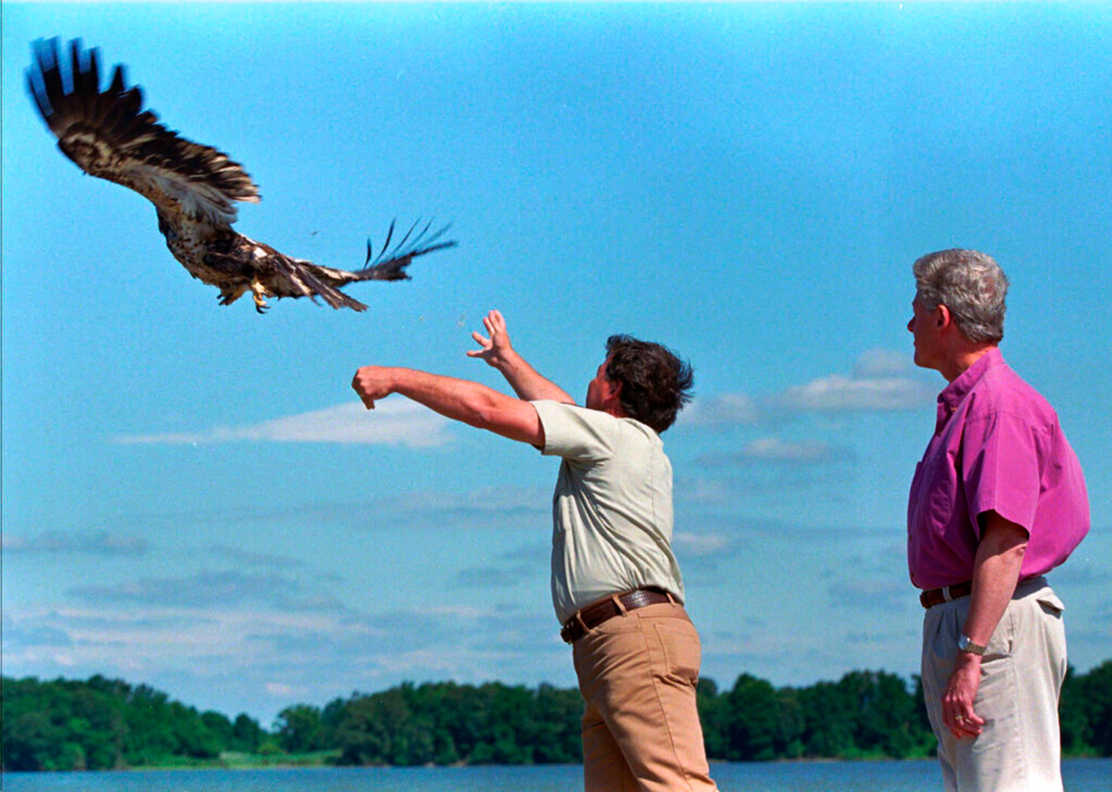 FILE - In this July 4, 1996 file photo, President Clinton, right, watches as a young American Bald Eagle named Freedom is released into the wild along the shores of the Chesapeake Bay by U.S. Fish and Wildlife Biologist Craig Koppe during an Independence Day ceremony at Patuxent Naval Air Station, Md. (AP Photo/Denis Paquin)