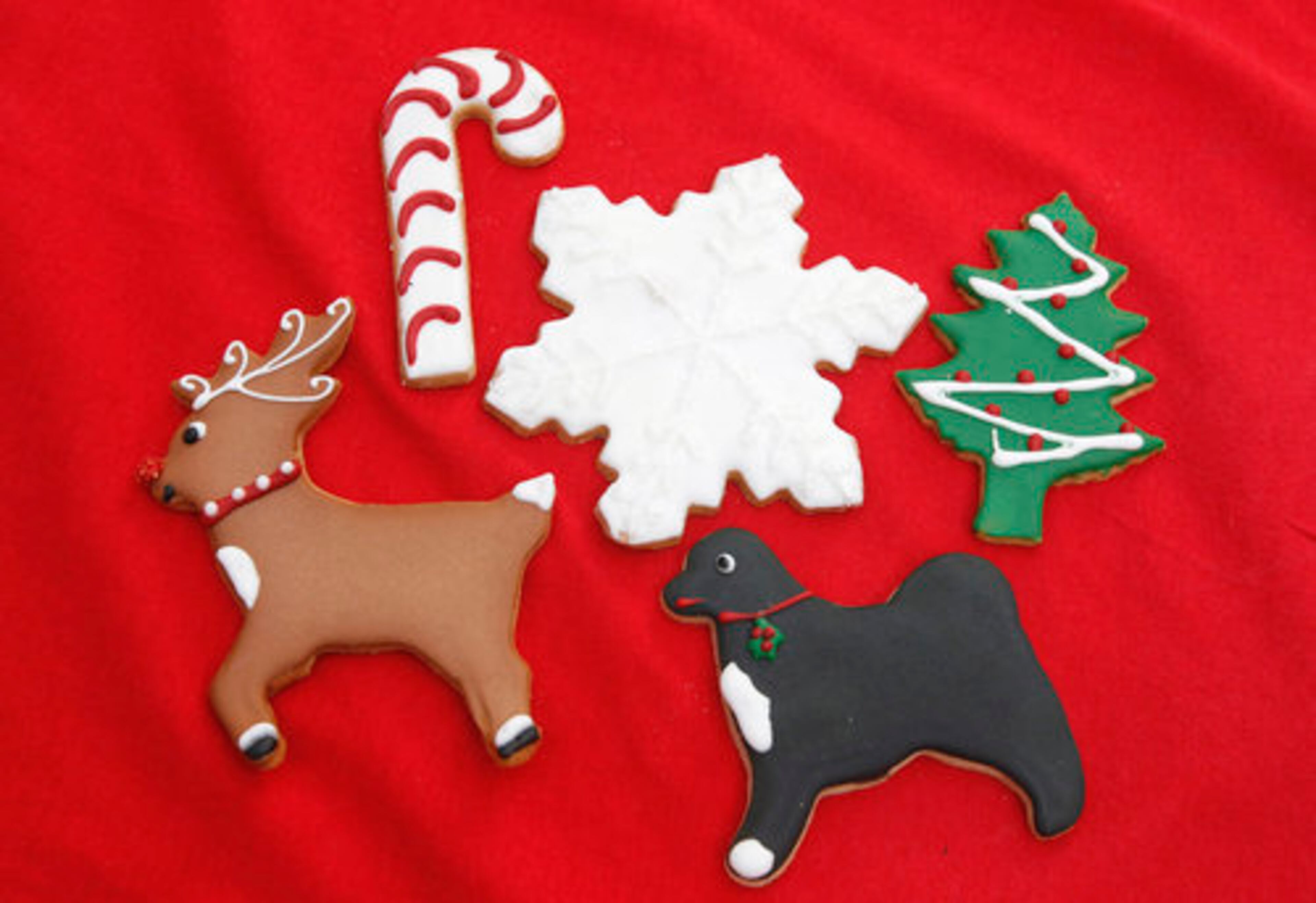 White House Christmas cookies, with one depicting Bo the Obama family dog and Rudolph the Red Nosed Reindeer, are displayed.