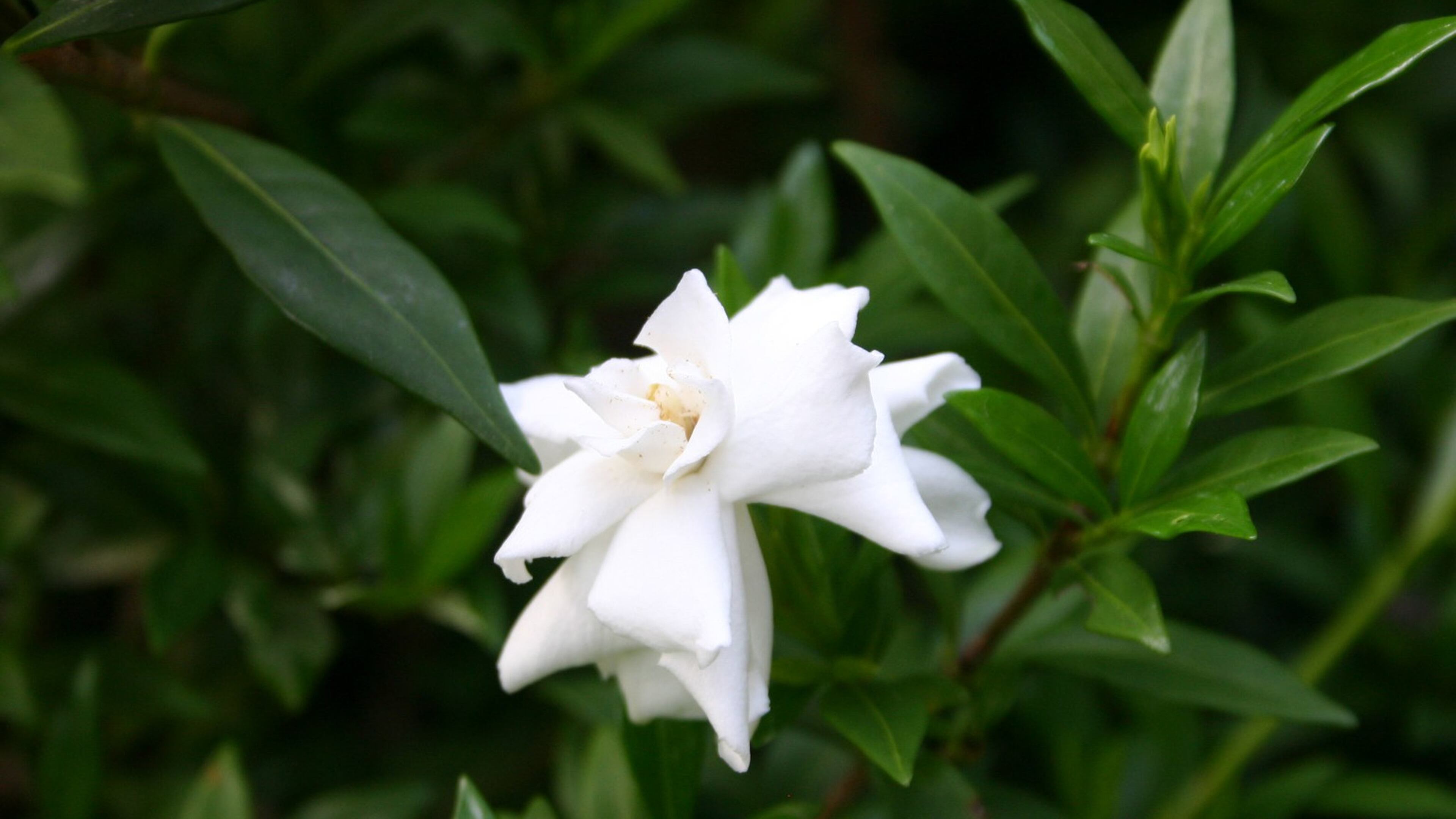 Gardenias should be pruned yearly for best flowering. PHOTO CREDIT: Walter Reeves