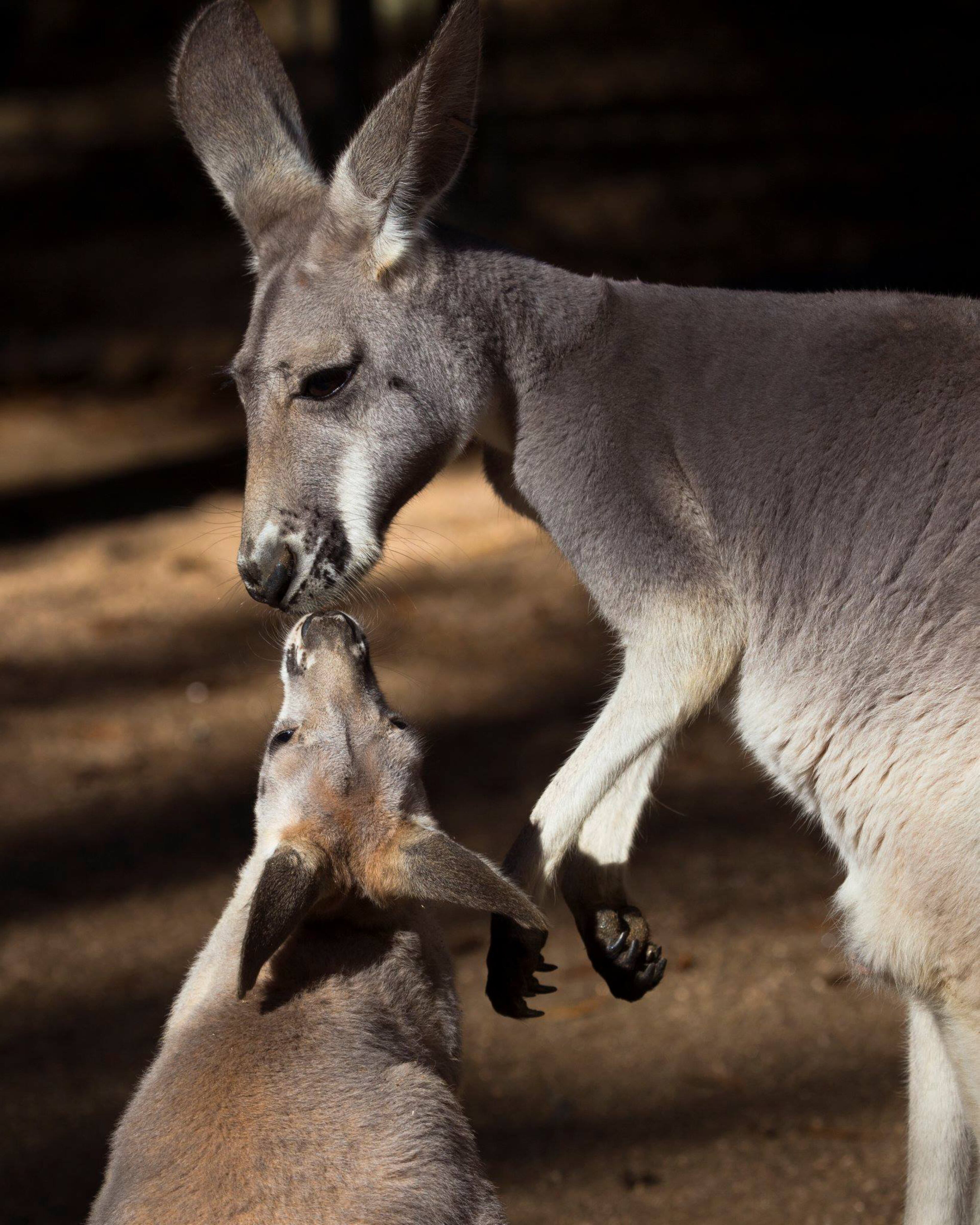 Rory, a red kangaroo, gets a kiss from her joey, who was born last year.