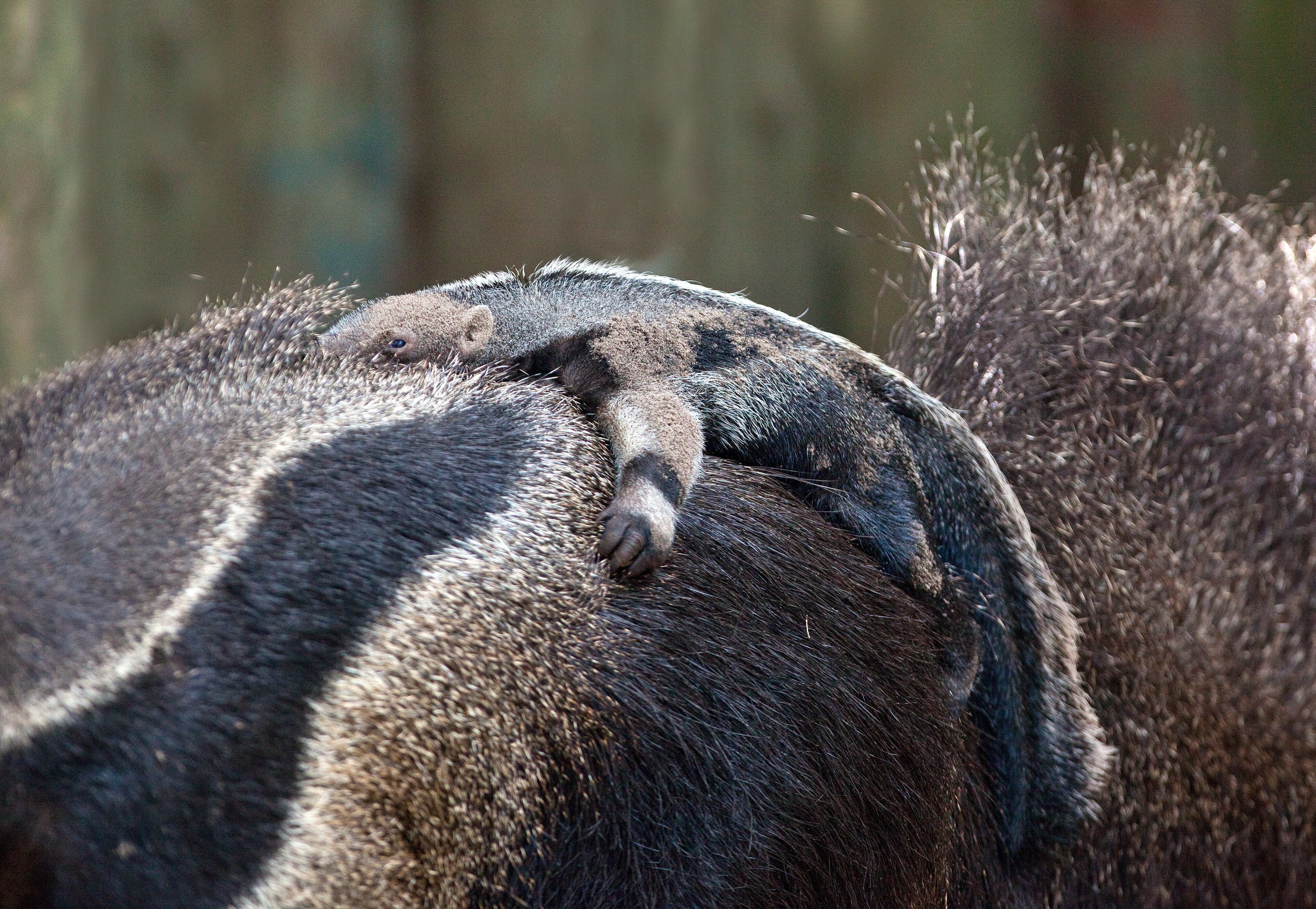The new anteater is only a month old and currently weighs less than 5 lbs. The baby will grow up to weigh more than 100 lbs like its parents, Adelhi (mother) and Buddy (father). Anteater babies nurse for six months and are carried on their mothers’ backs for up to a year.