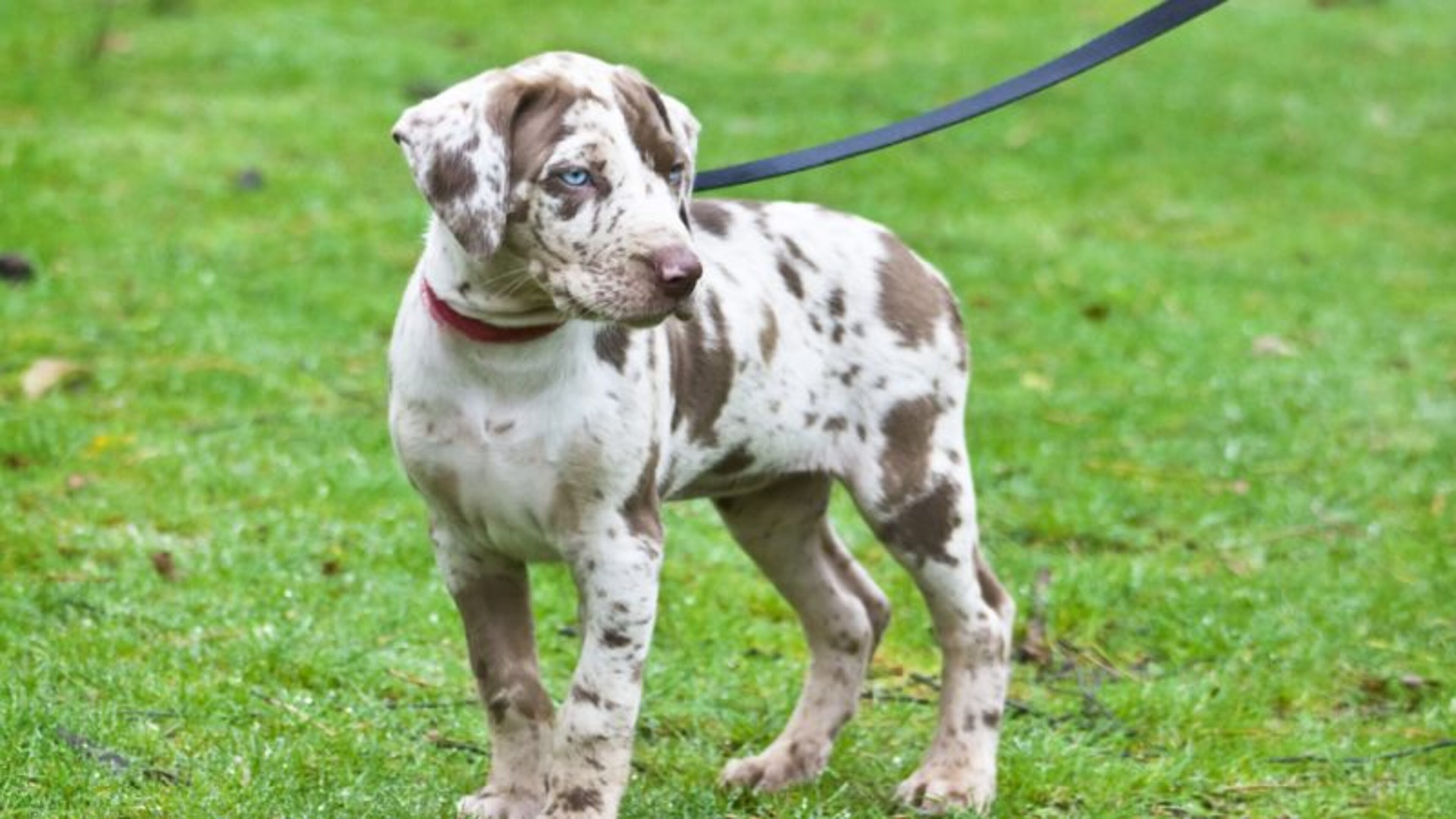 Pet owners can get their animals vaccinated for free in DeKalb County this weekend.