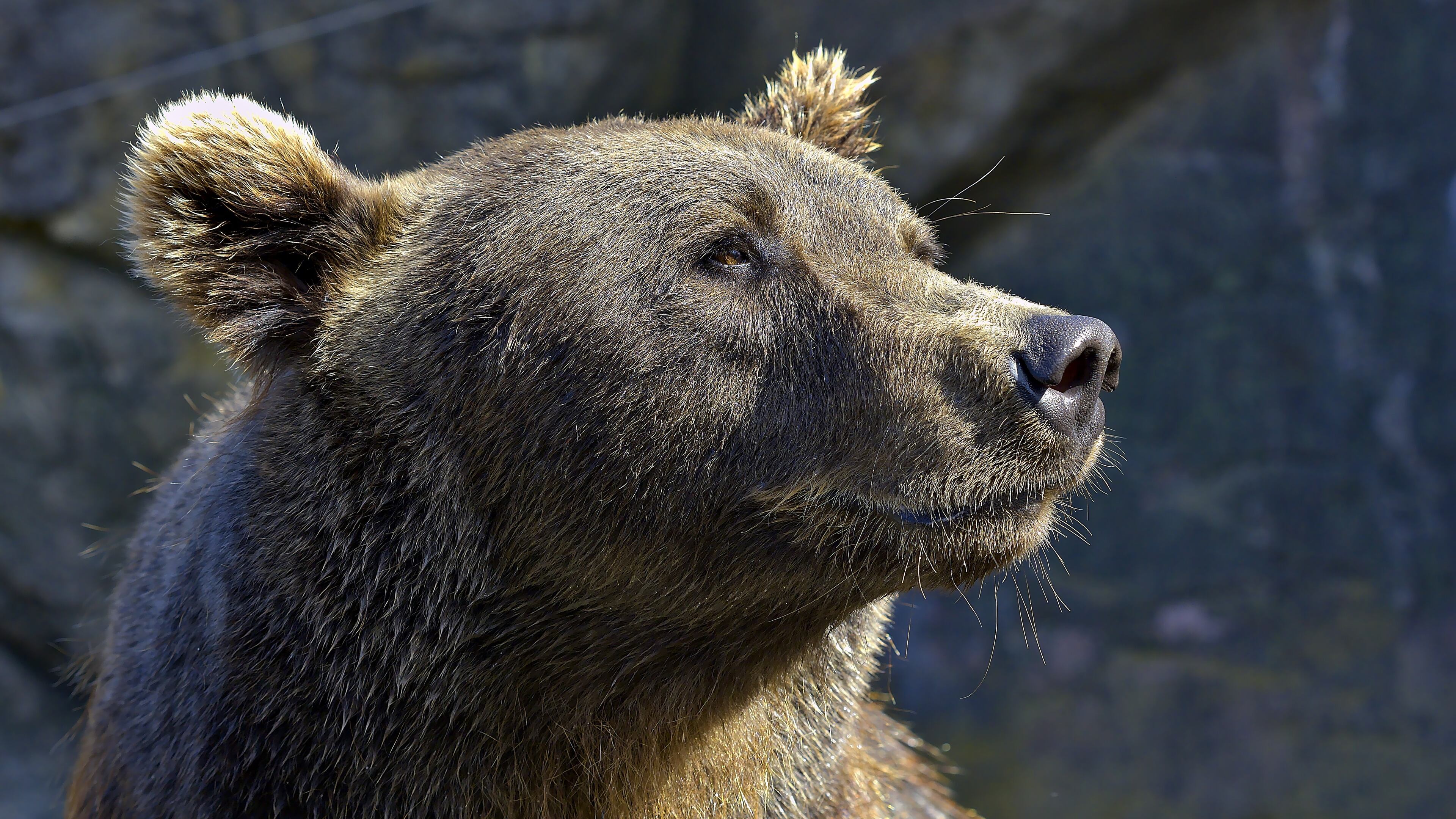 A brown bear was seen in a California grocery store on at least one occasion (not pictured).