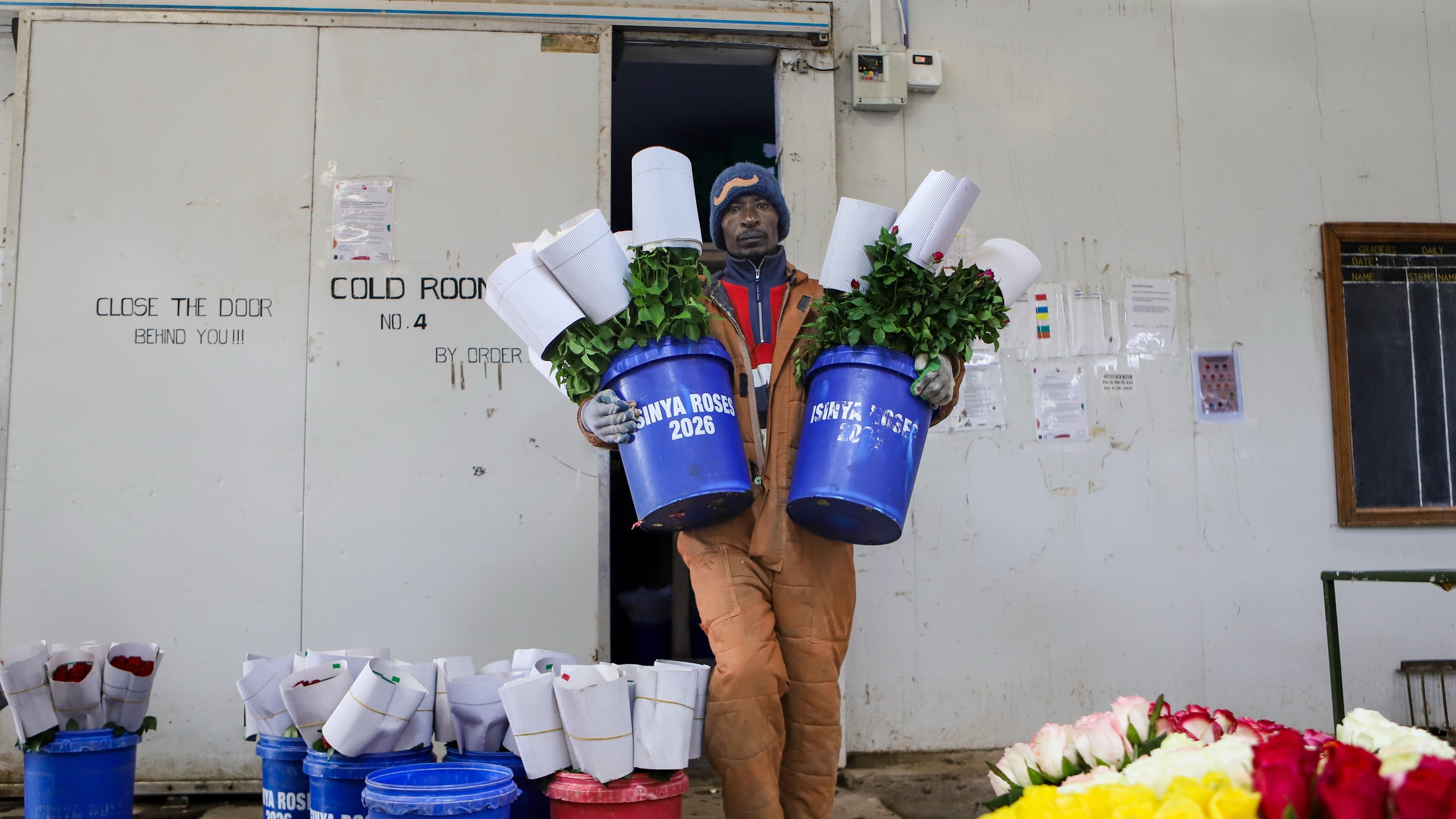 Benson Misikhu, 40, carries flowers out of a cold room at Isinya Roses farm in Kajiado, Tuesday, March 24, 2026, as Kenya's flower industry is losing up to $1.4 million a week as the Iran war cuts demand and disrupts shipping. (AP Photo/Patrick Ngugi)