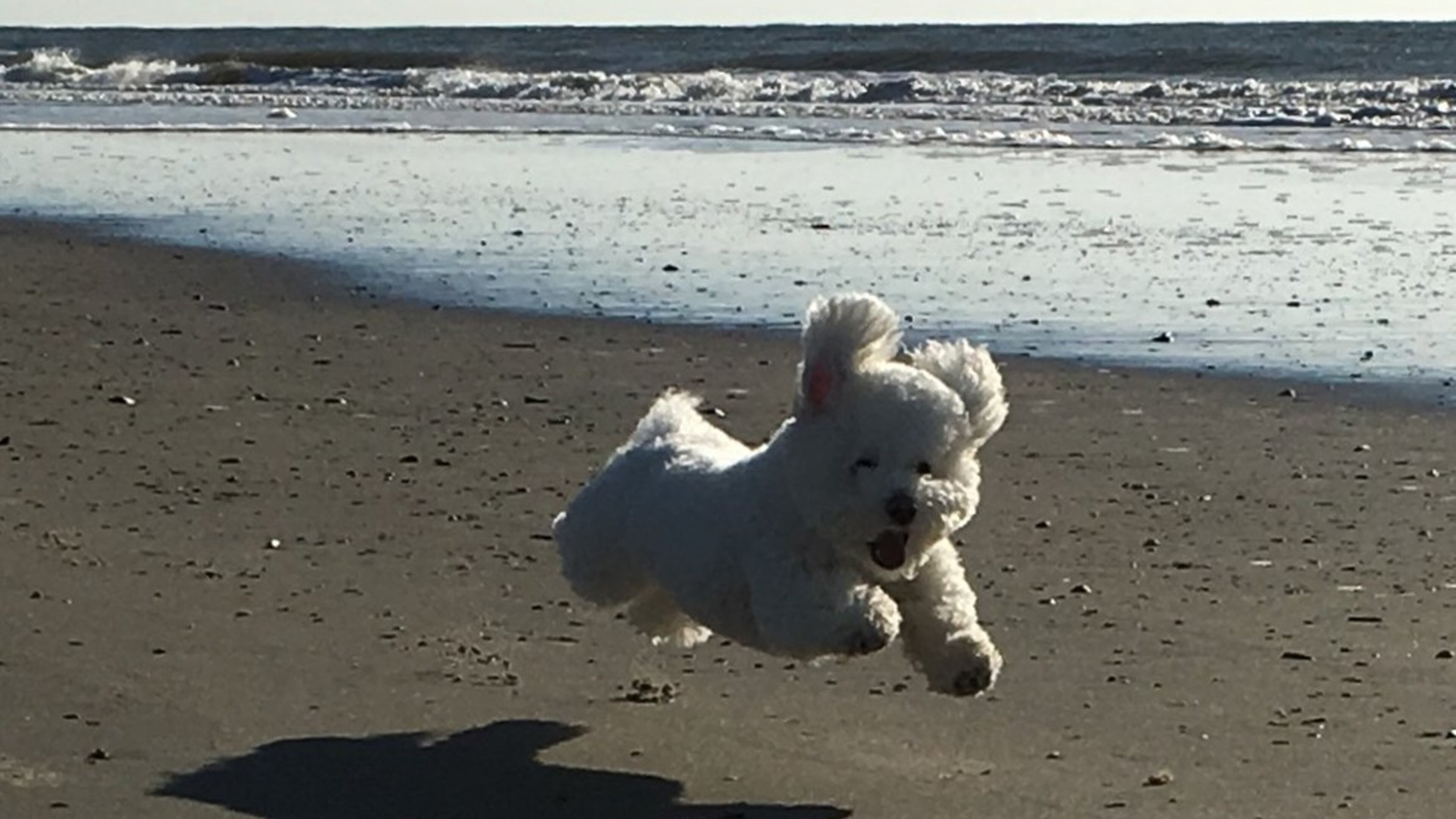 “My son, Joseph Brickman, took this picture of our dog, Charlie, enjoying the beach on Isle of Palms in Charleston,” wrote Susan Brickman. “Charlie was ecstatic! Pure joy!”