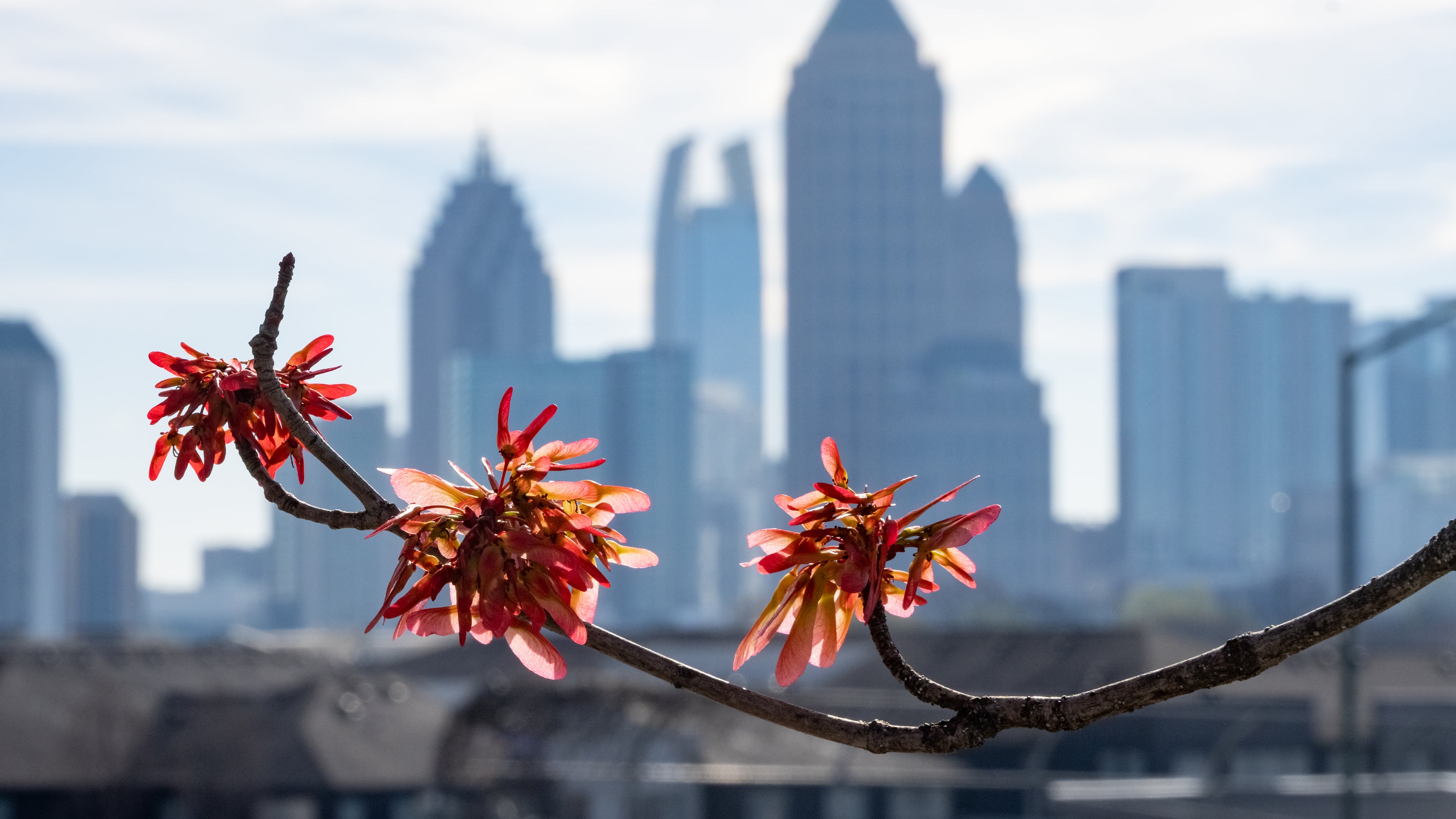 Atlanta's skyline rises behind the flowers of a red maple tree along 17th Street on Wednesday, March 19, 2025. (Ben Hendren for the Atlanta Journal-Constitution)