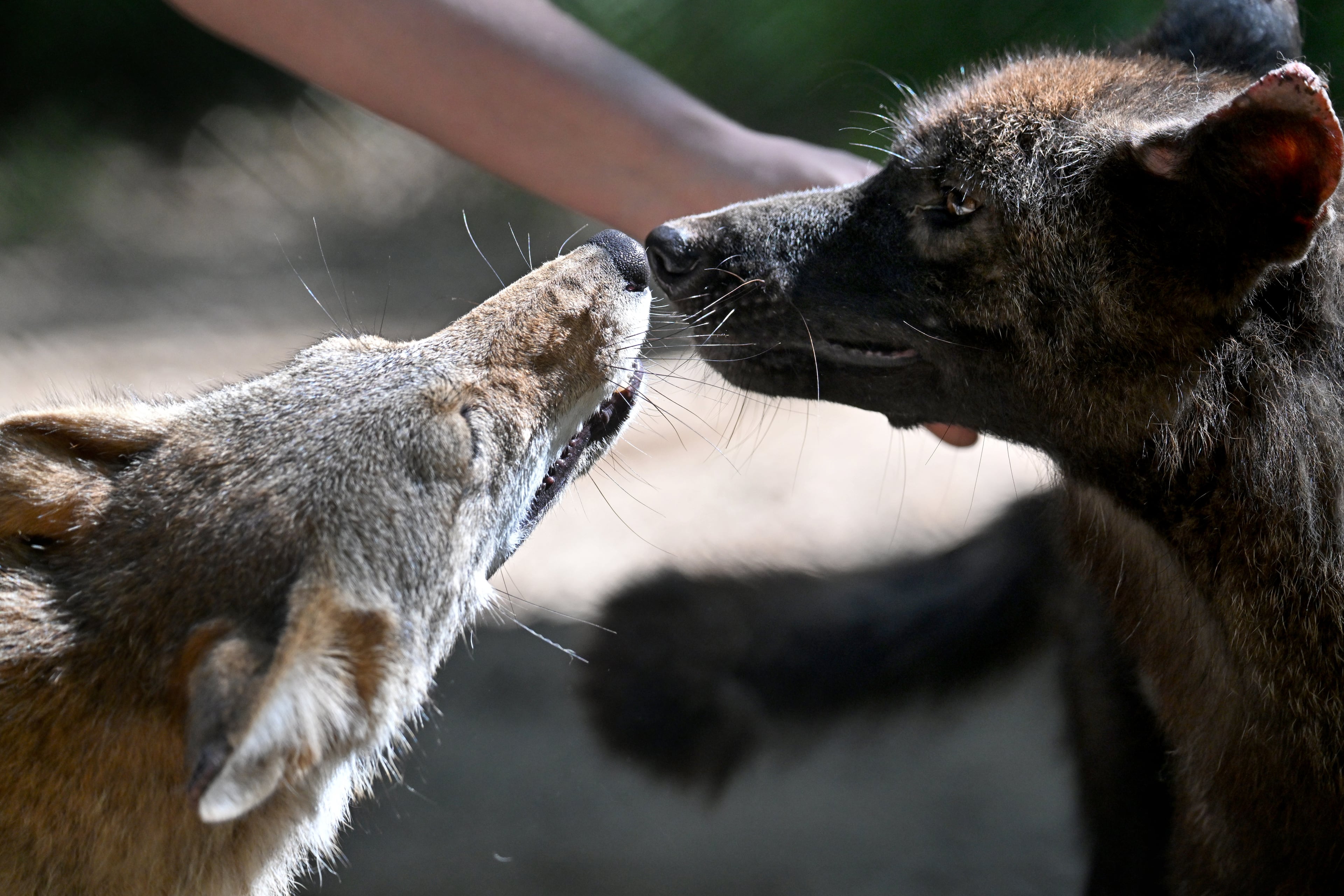 Wilee and Carmine treat each other like siblings. (Hyosub Shin / AJC)