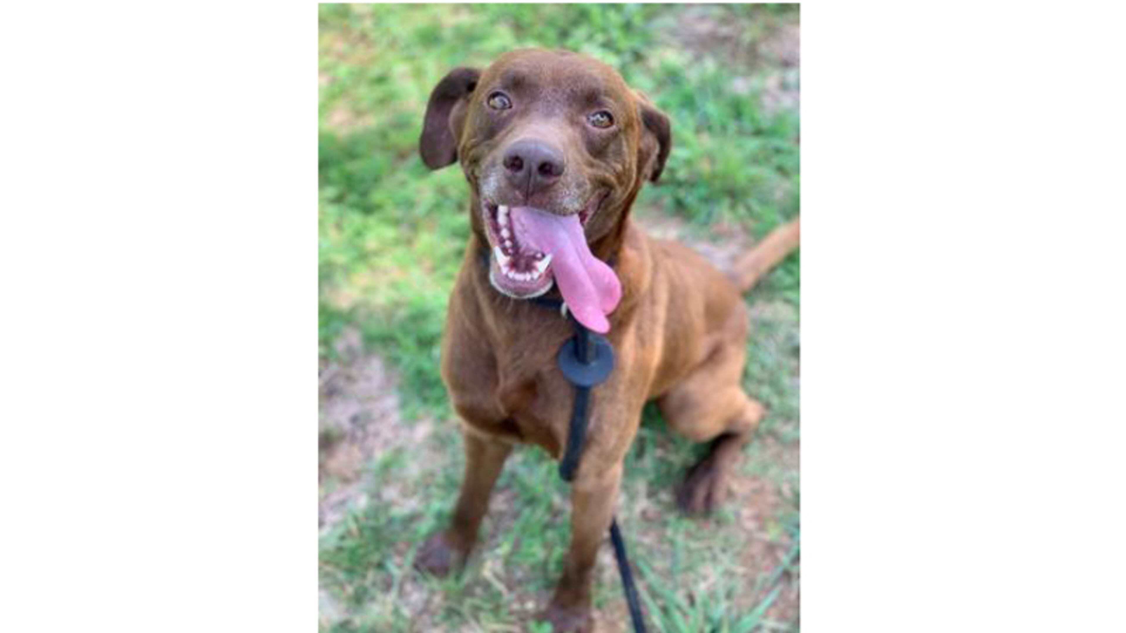 “Remington” is a 4-year-old retriever/Labrador mix available for adoption at the Forsyth County Animal Shelter in Cumming. The facility will participate in a nationwide “Clear the Shelters” pet adoption event Aug. 17. FORSYTH COUNTY ANIMAL SHELTER