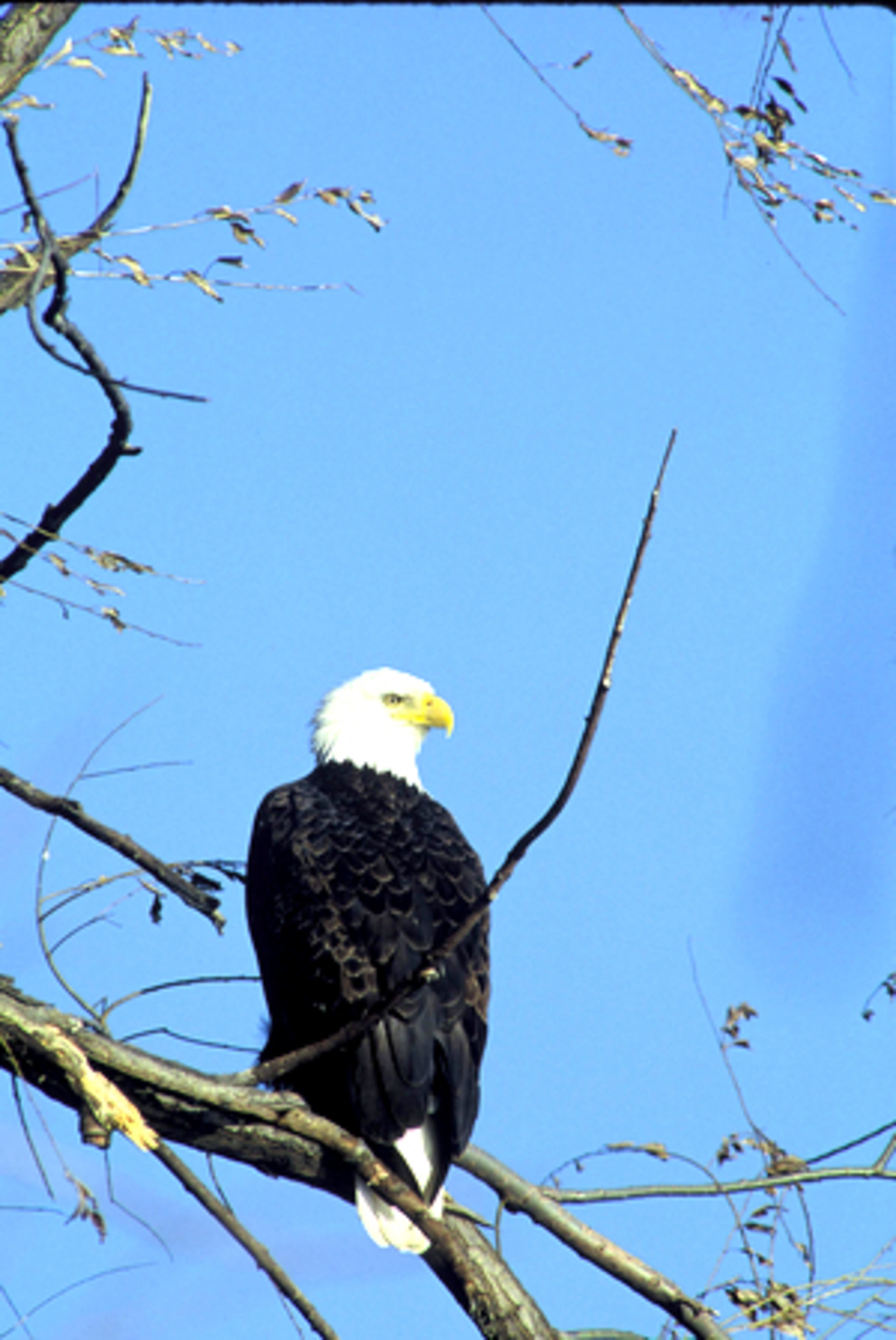 With any luck, an informed guide and a lot of patience, you can spot an eagle while visiting Lake Guntersville State Park in North Alabama on weekends in January.