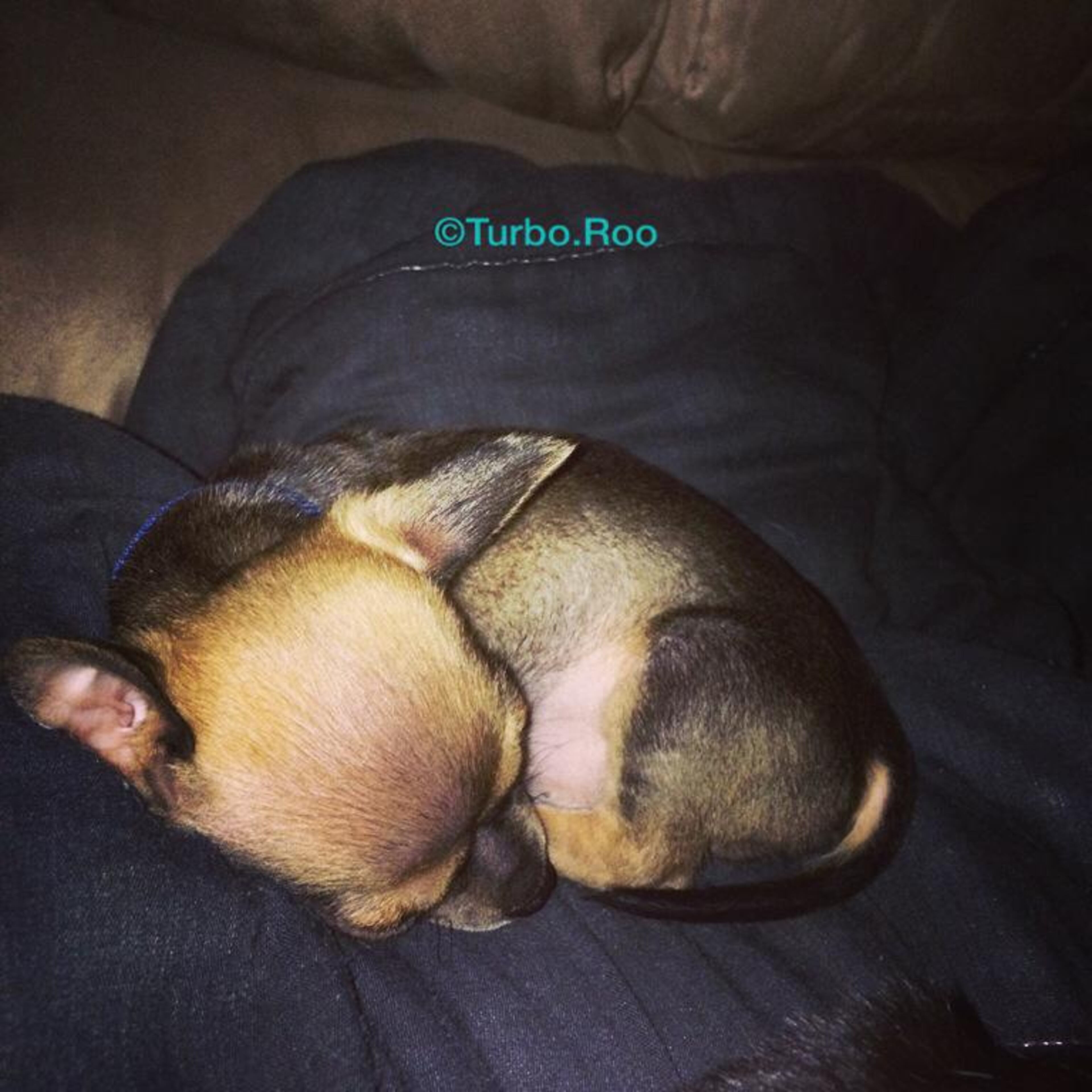 Photos courtesy of Turbo.Roo on Facebook