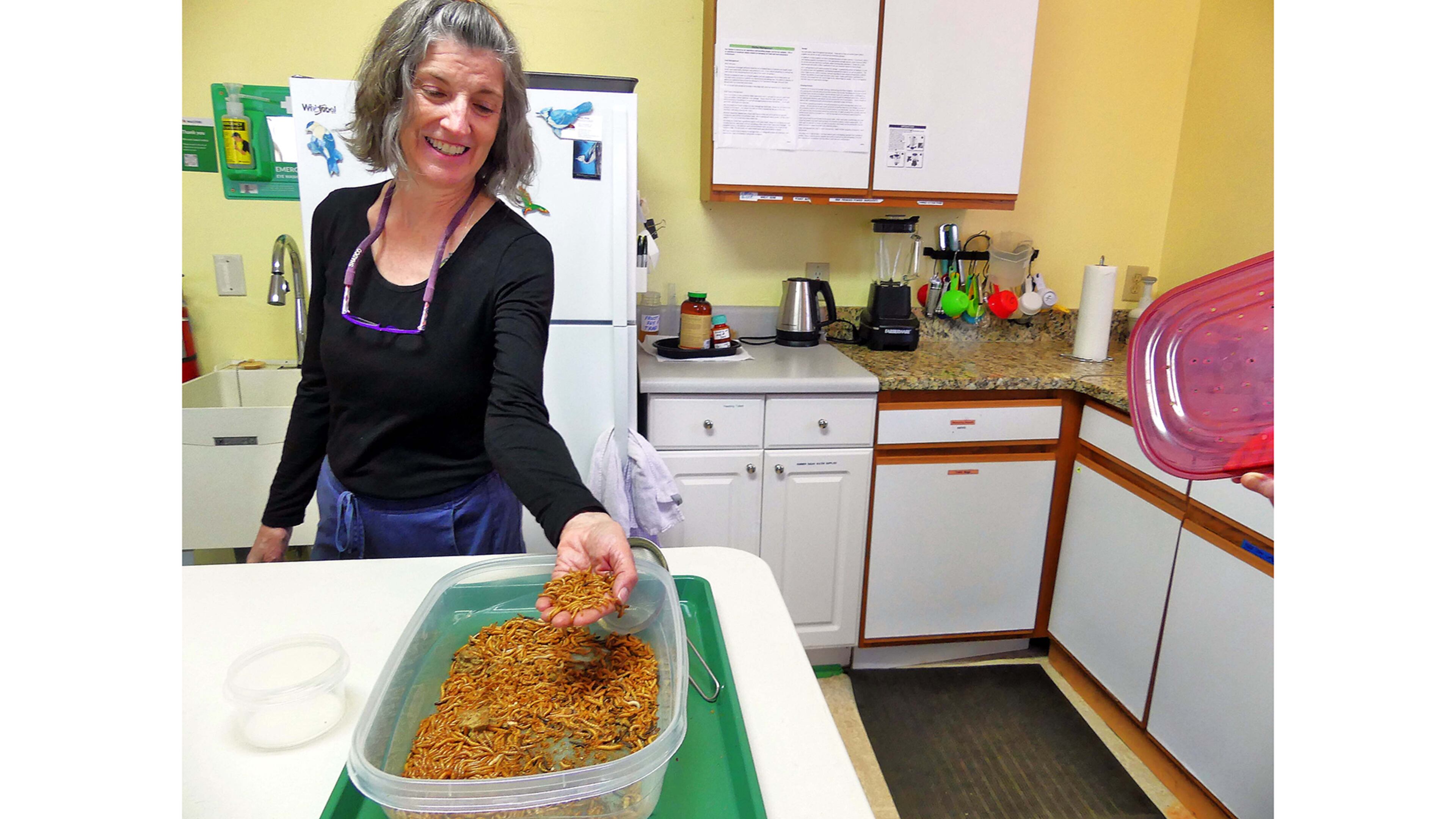 Nancy Eilen scoops up a handful of mealworms in the kitchen of the Wild Nest Bird Rehab center in Decatur to feed ailing songbird "patients" undergoing treatment there. The avian patients' prescribed diets vary according to the species and season. (Charles Seabrook for The Atlanta Journal-Constitution)