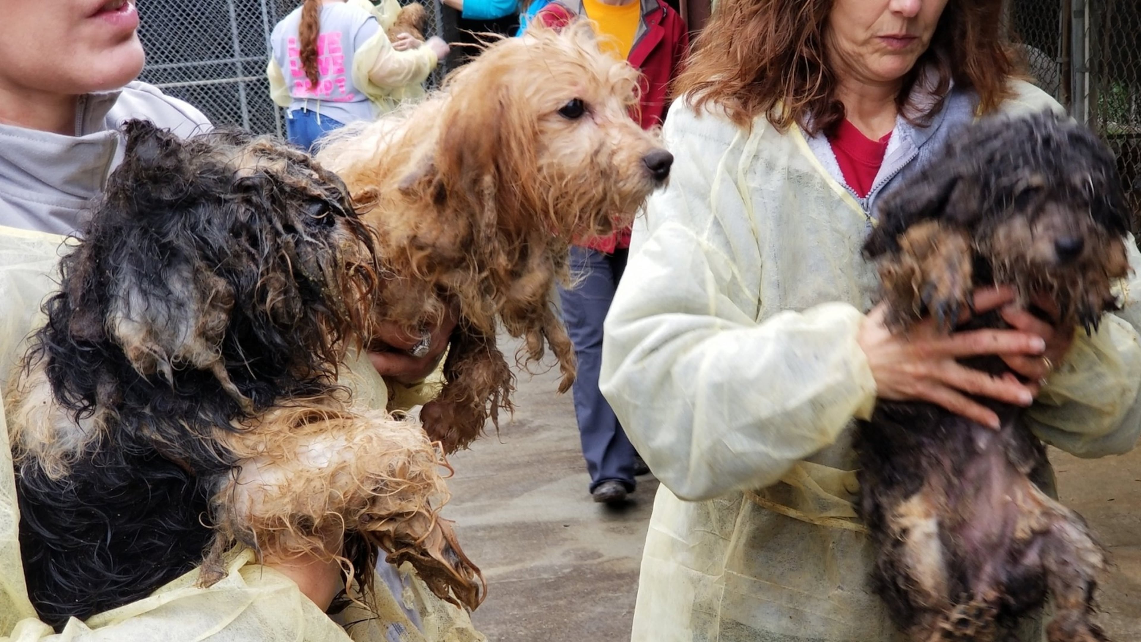 These are some of the 715 dogs recovered from a breeding operation in Berrien County over the past two weeks. The dogs, matted, and covered with feces, had been packed into wire cages for most of their lives. CONTRIBUTED BY ATLANTA HUMANE SOCIETY