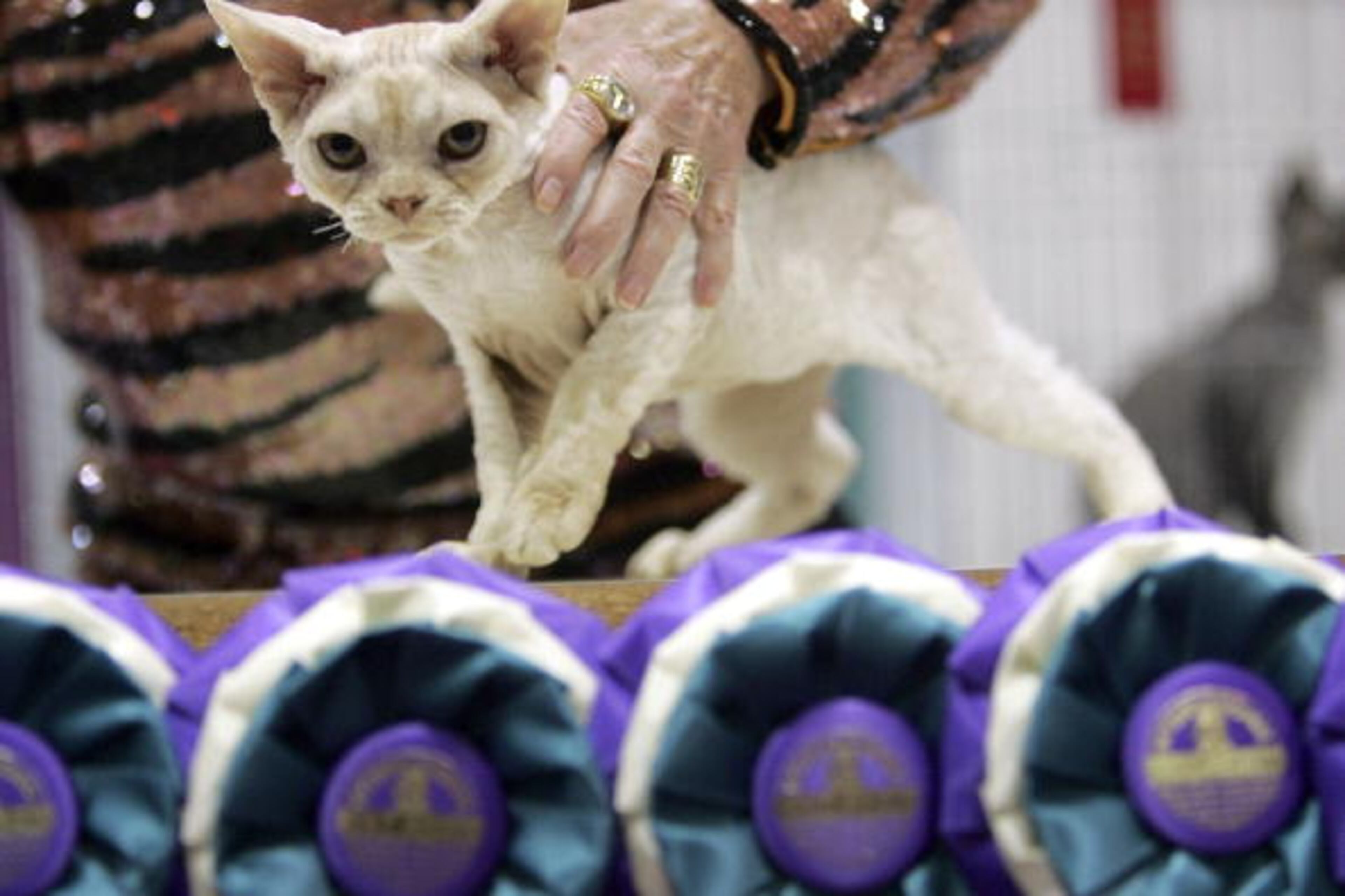 SAN MATEO, CA - NOVEMBER 17: Kim Everett-Hirsch judges a Devon Rex kitten during the 19th annual Cat Fanciers Association International Cat Show November 17, 2006 in San Mateo, California. The annual CFA cat show is said to be the largest cat show in the Western Hemisphere featuring dozens of pedigree breeds. (Photo by Justin Sullivan/Getty Images)