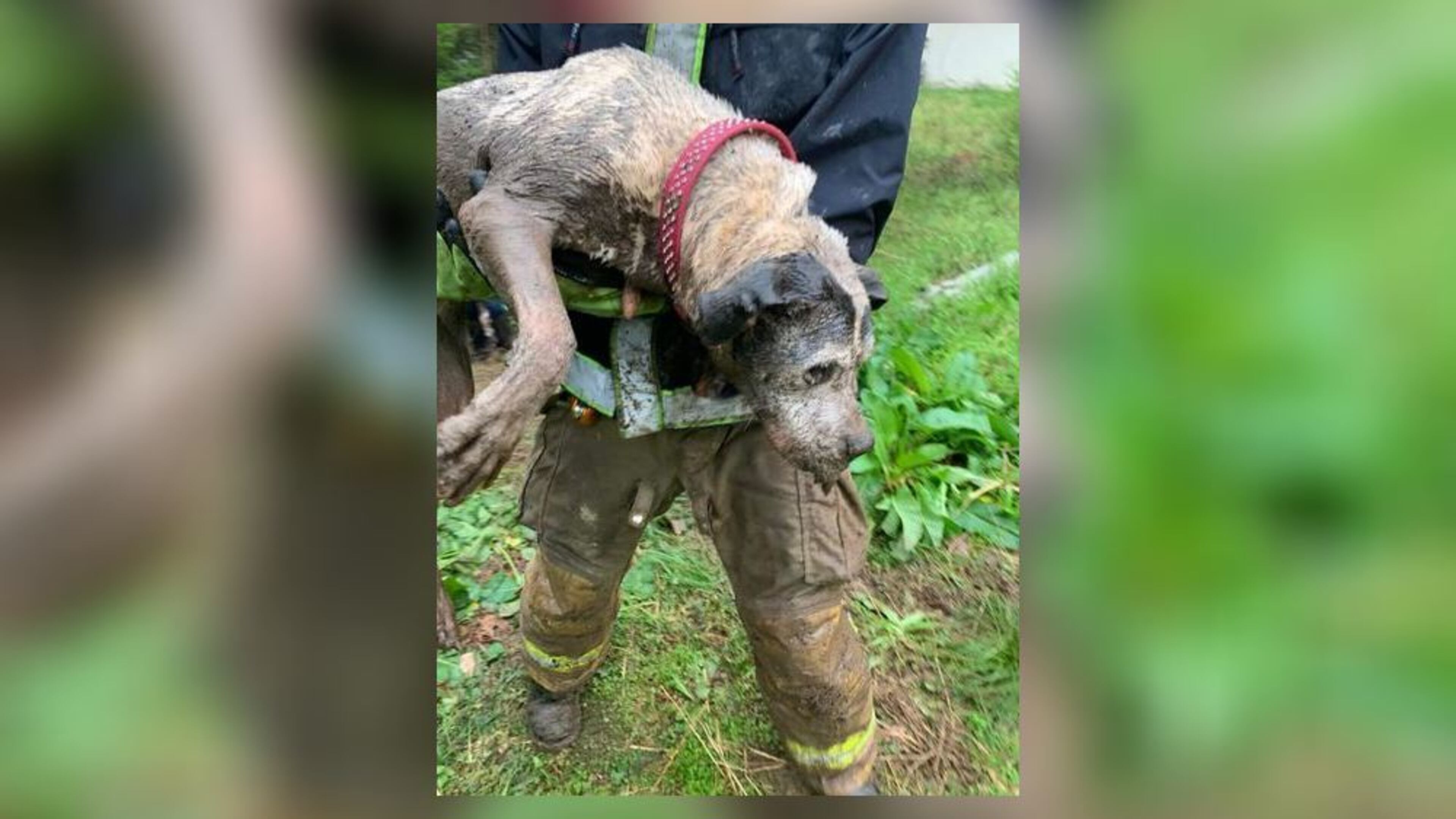 The dog crawled into a pipe about 50 feet long, got stuck and became too exhausted to continue.