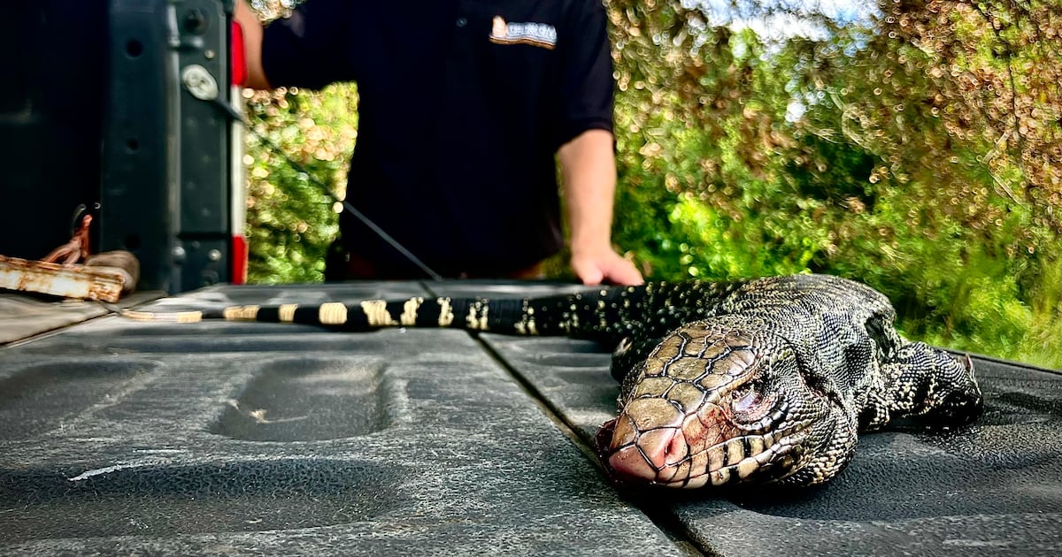 Da die Sichtungen von Tegus in Südgeorgien zunehmen, greifen die Bewohner ...