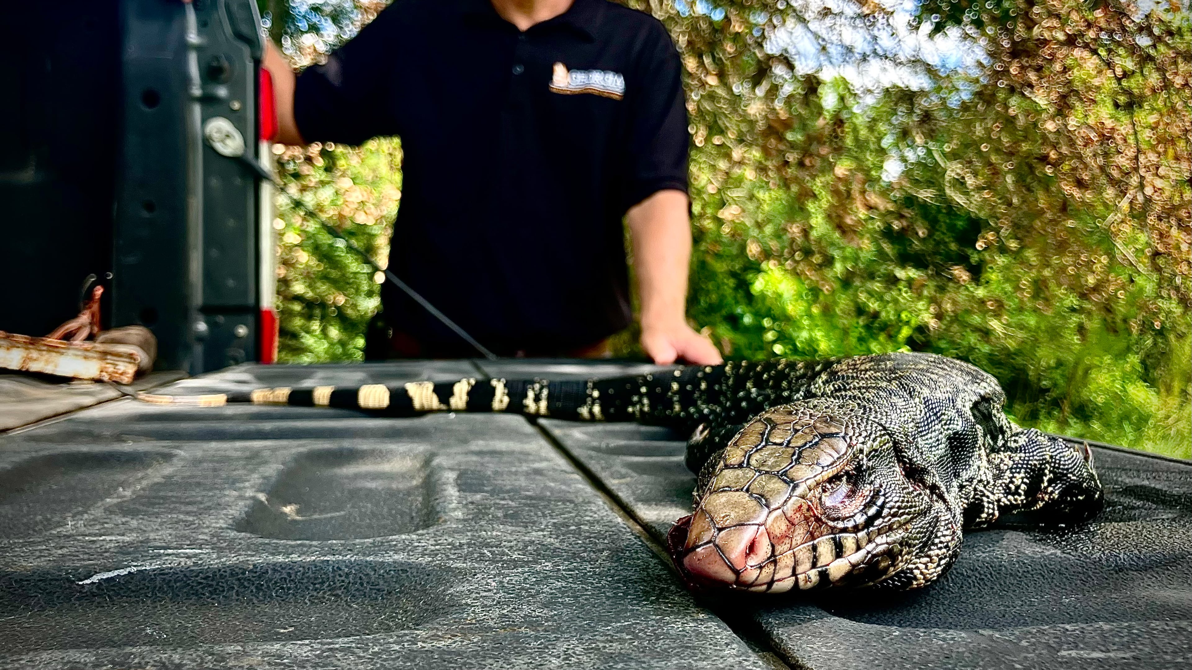Jim Gillis, a supervisor for Georgia's Department of Natural Resources, picked up this tegu in August after it had been killed by a car. Tegus were first sighted in South Georgia in 2017. Since then, state officials and local officials, as well as residents of Tattnall and Toombs counties, have been trying to eliminate the invasive species. (Mark Davis for the AJC)