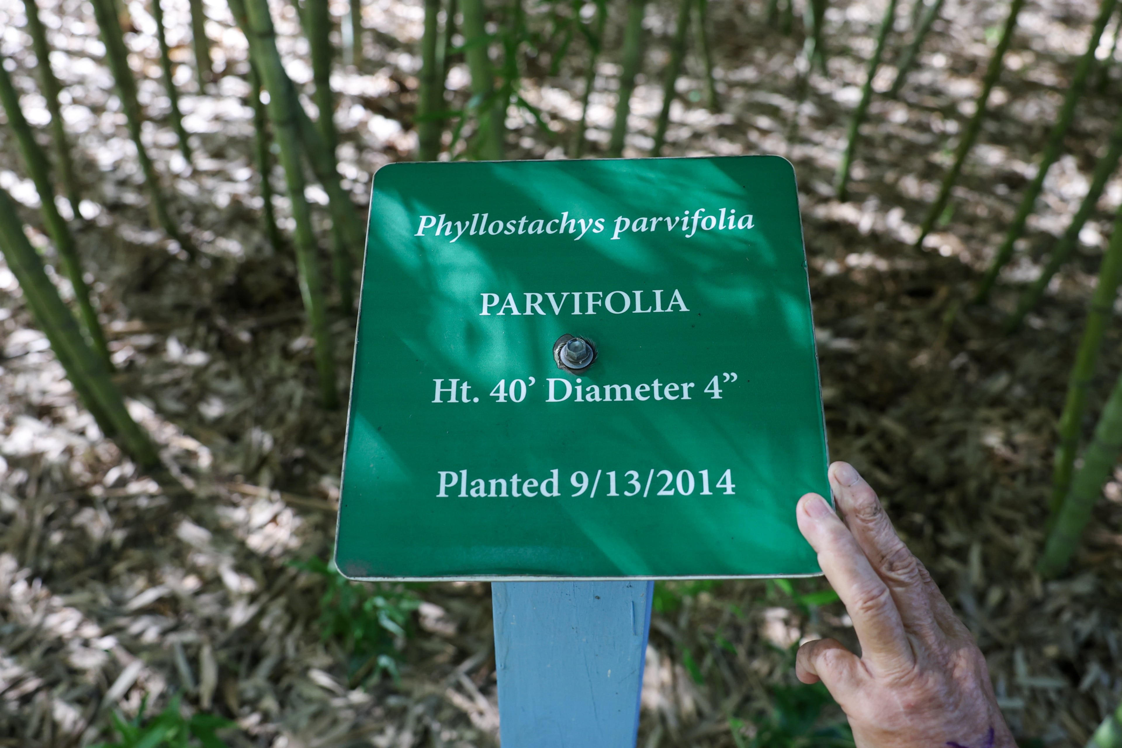 Daphne Lewis points out a sign labeling the parvifolia species of bamboo at her bamboo farm in Hawkinsville. (Arvin Temkar/AJC)