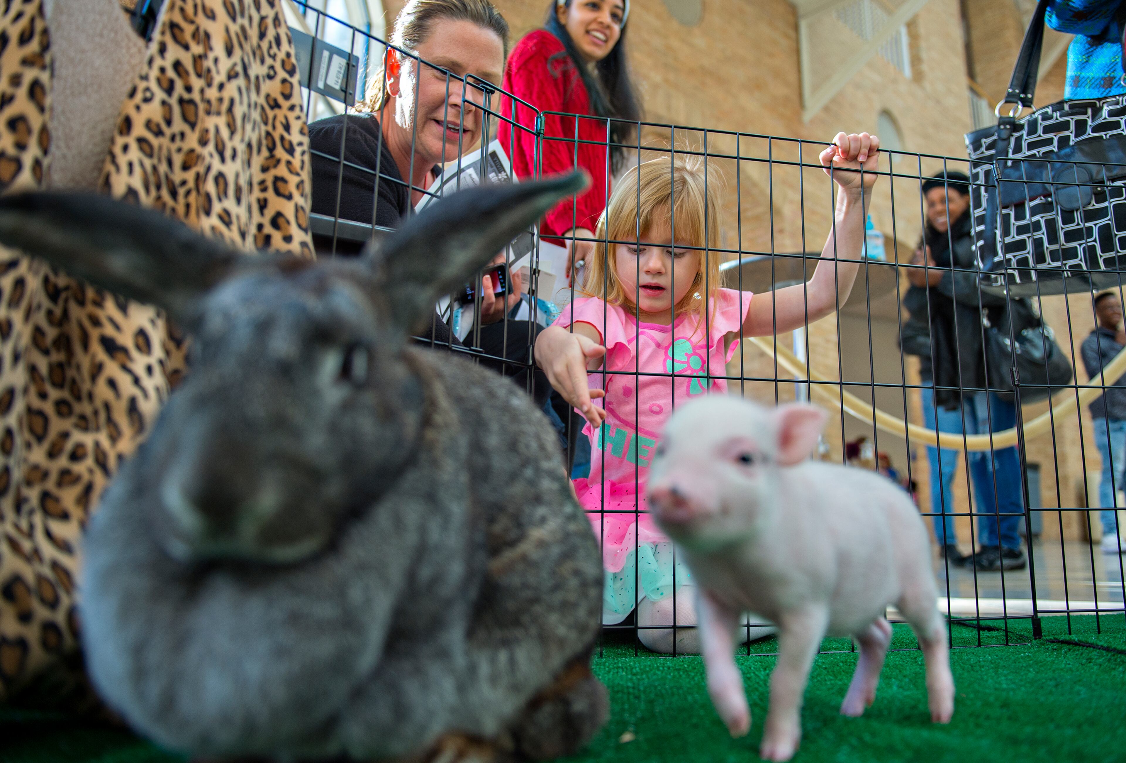 Lilly Flood (center) and her grandmother Marta (left) reach to try and pet a rabbit and a pot belly piglet during the Spring Egg-stravaganza event at the Fernbank Museum of Natural History in Atlanta on Saturday, March 28, 2015. Treat filled eggs were handed out in different sections of the museum during the event, which also featured a petting zoo, crafts, scavenger hunts and games. JONATHAN PHILLIPS / SPECIAL
