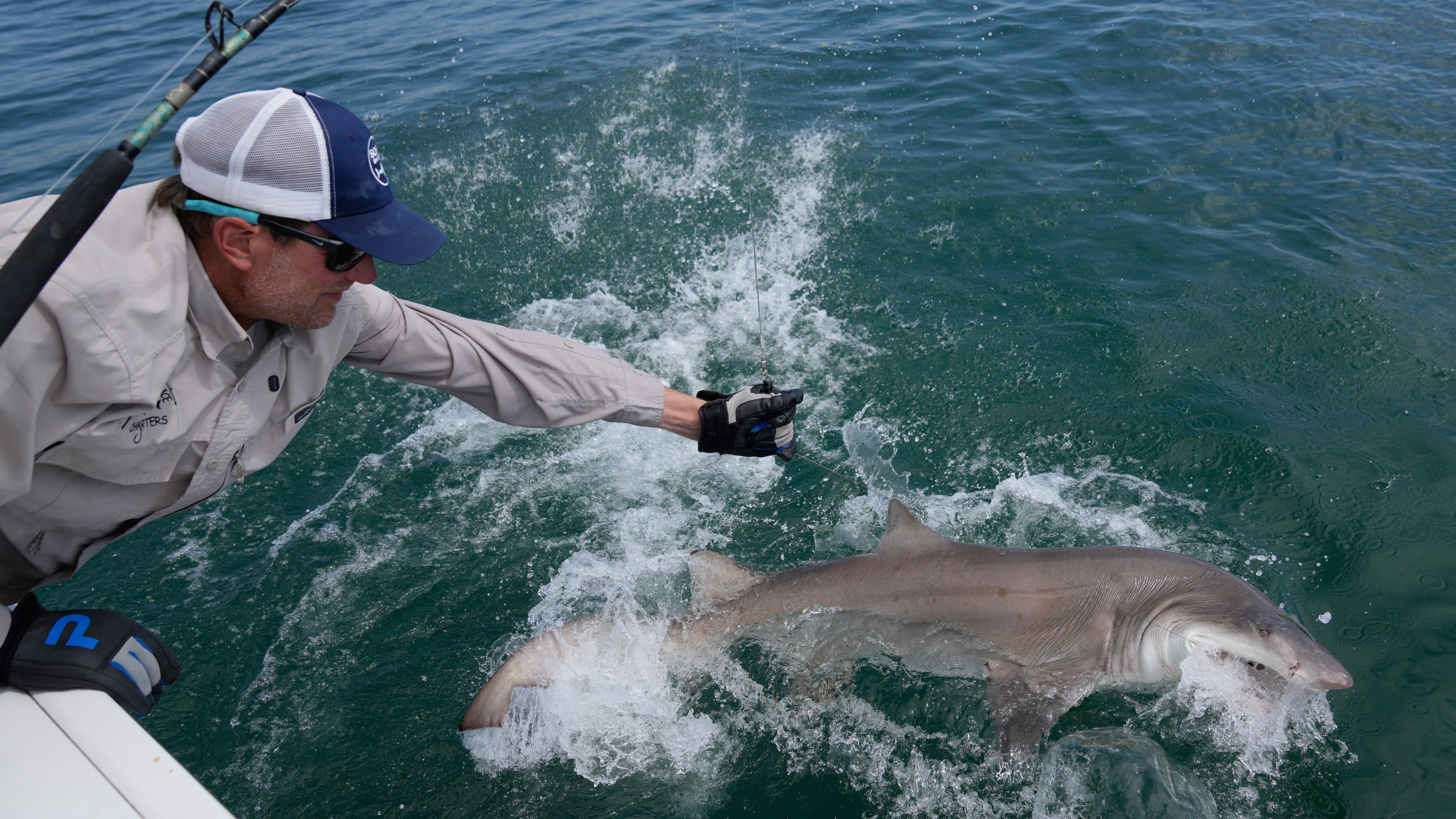 Greg Metzger, lead field biologist for SOFO's shark research and education program, catches a sand tiger shark off the coast of Hampton Bays, N.Y., Thursday, Aug. 20, 2026. (AP Photo/Seth Wenig)