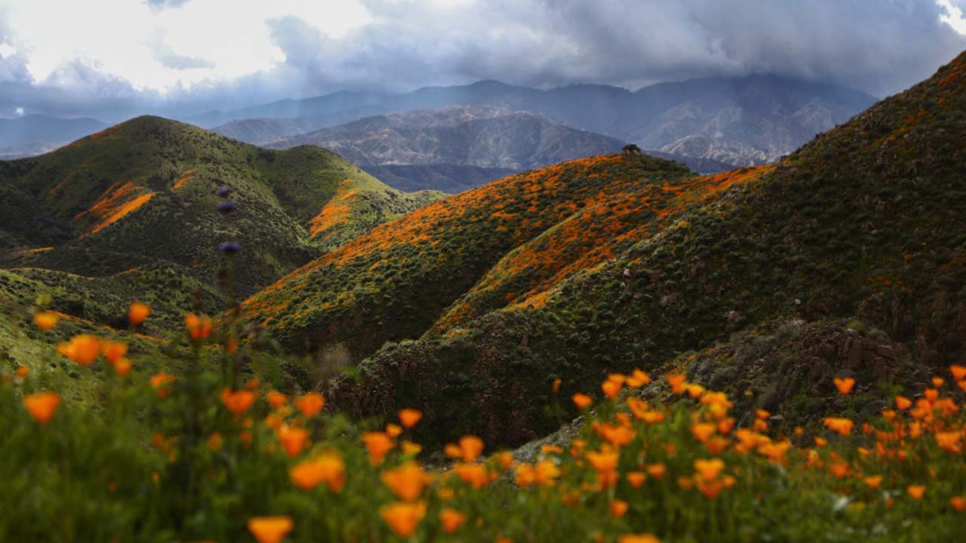 A super bloom of wild poppies blankets the hills of Walker Canyon, which are still charred from the Holy Fire, on March 12, 2019 near Lake Elsinore, California. Heavier than normal winter rains in California have caused a super bloom of wildflowers in various locales of the state.