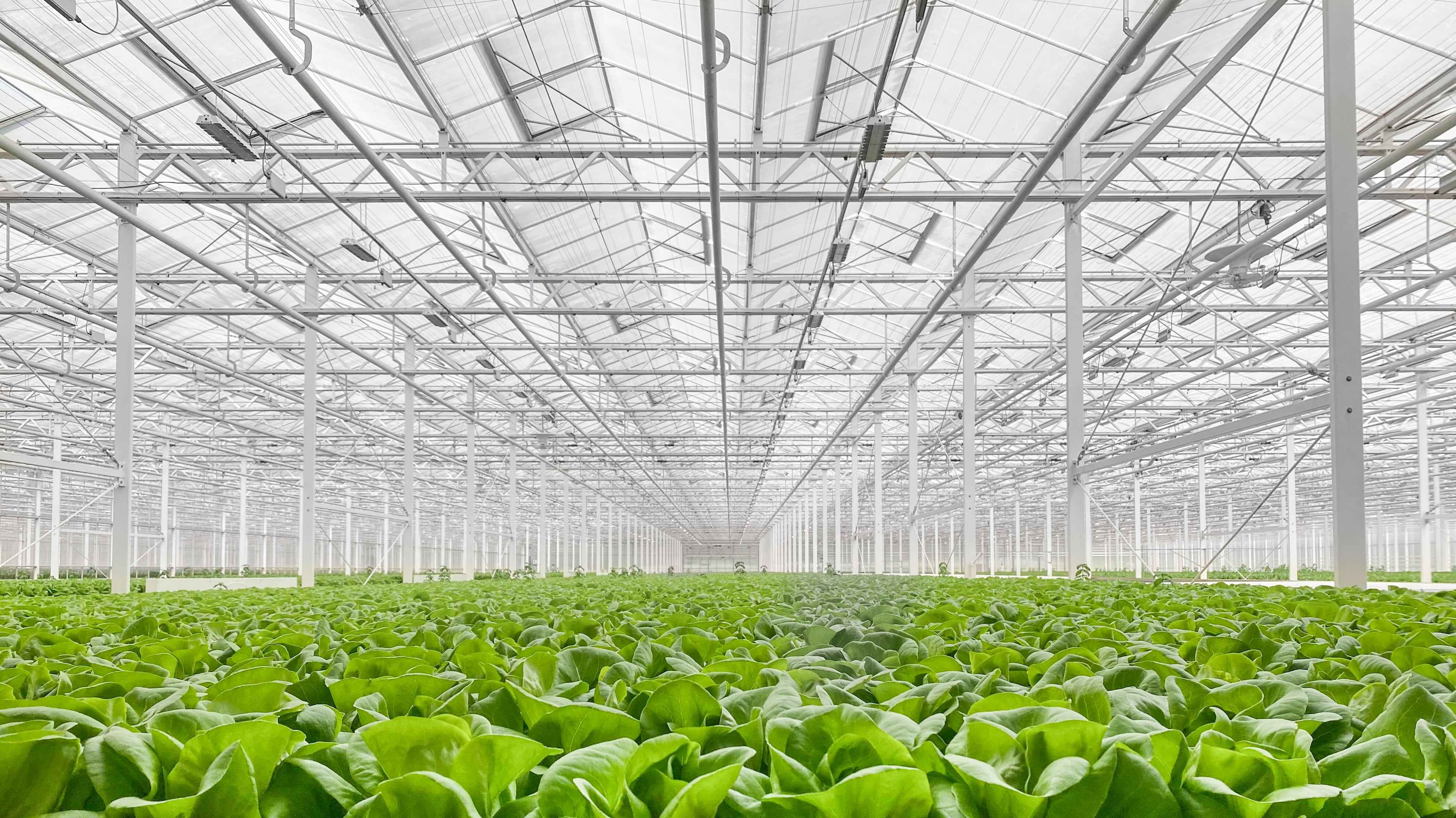 Gotham Greens builds and operates hydroponic greenhouses and will open its first Southeast location in Monroe.