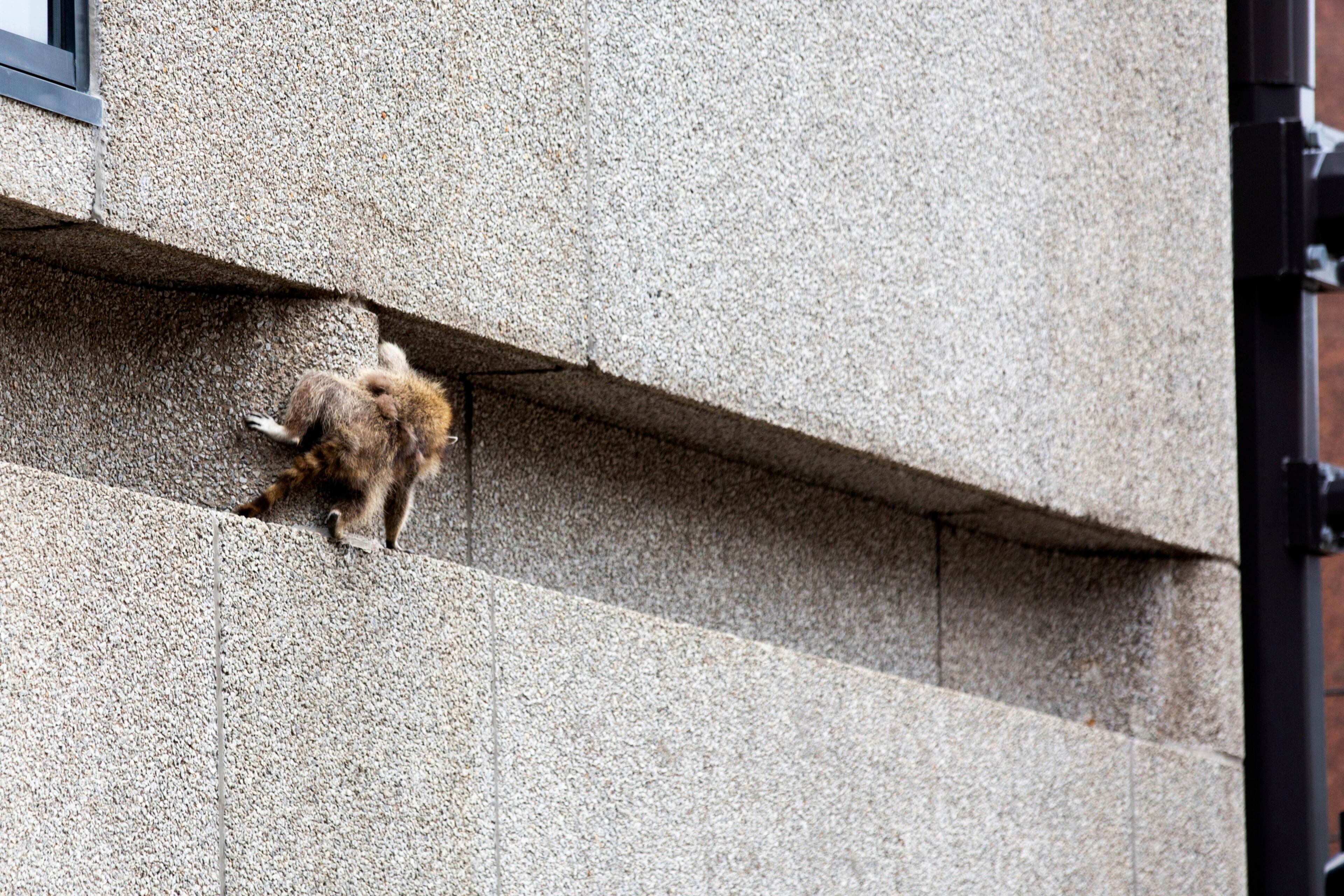 A raccoon scrambles along a ledge on the side of the Town Square building in downtown St. Paul, Minn., on Tuesday, June 12, 2018. (Evan Frost/Minnesota Public Radio via AP)