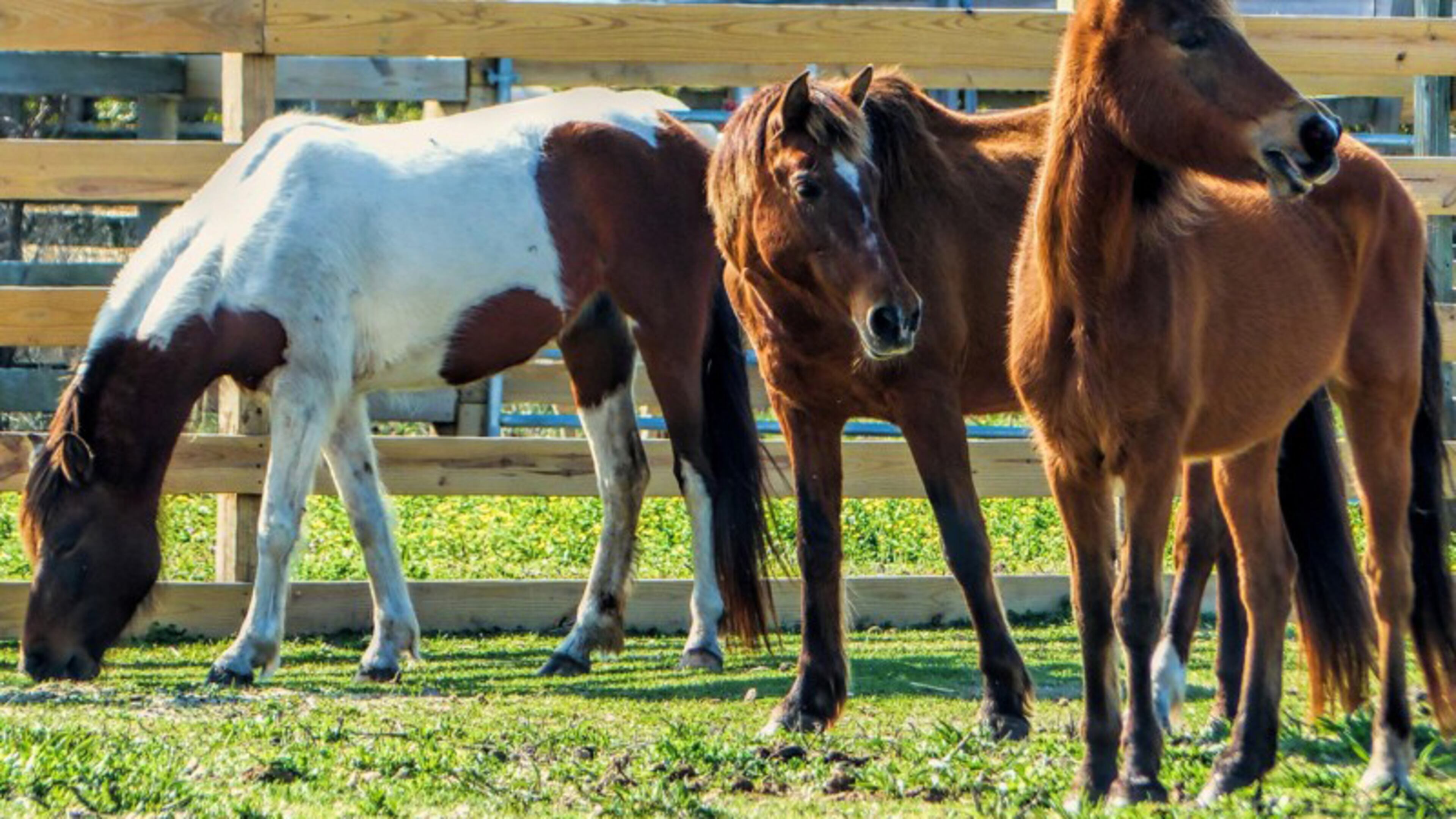 Alpharetta has approved a conditional use to allow an equestrian center, where horses can interact with people receiving therapeutic services, on 9 acres at 1200 Rucker Road. AJC FILE
