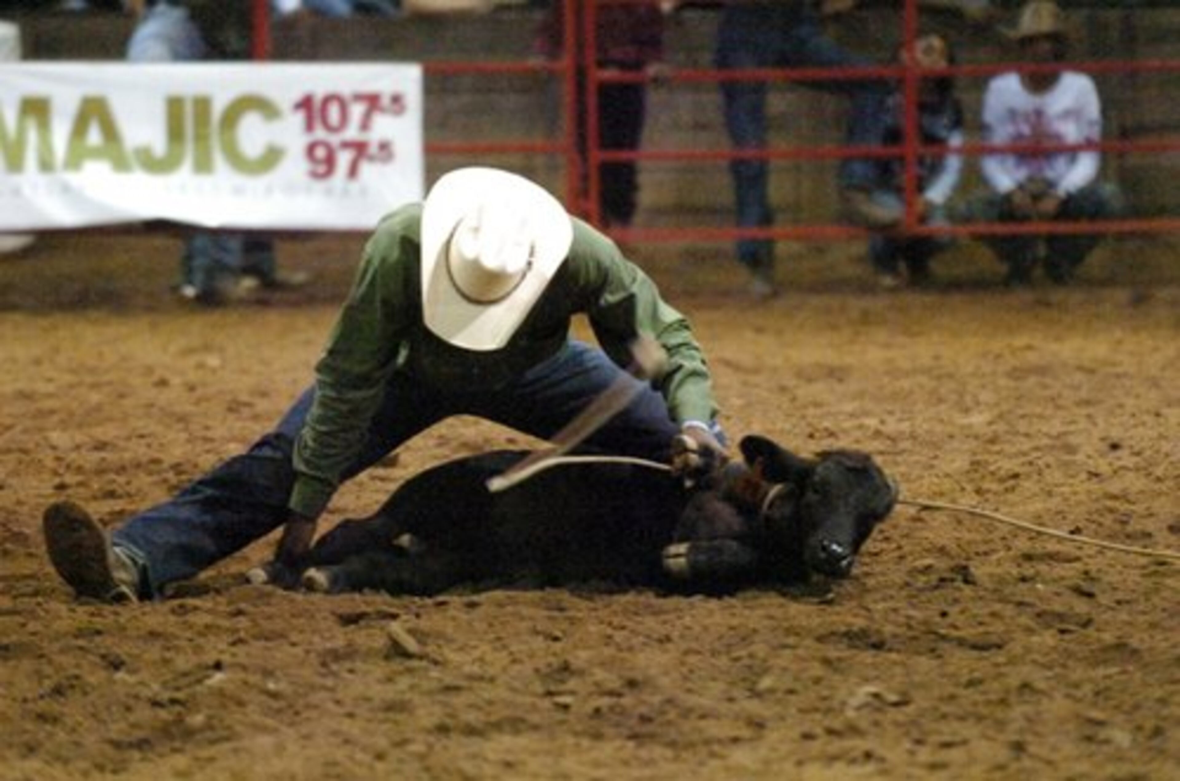 Keary Moore of Texas ties the legs of the calf before getting his time during the tie down ropin' event Saturday evening. After roping the calf, the rider must dismount the horse, go to the calf, throw it, then tie three of the calf's legs together with a short piece of rope. The tie must hold for six seconds.