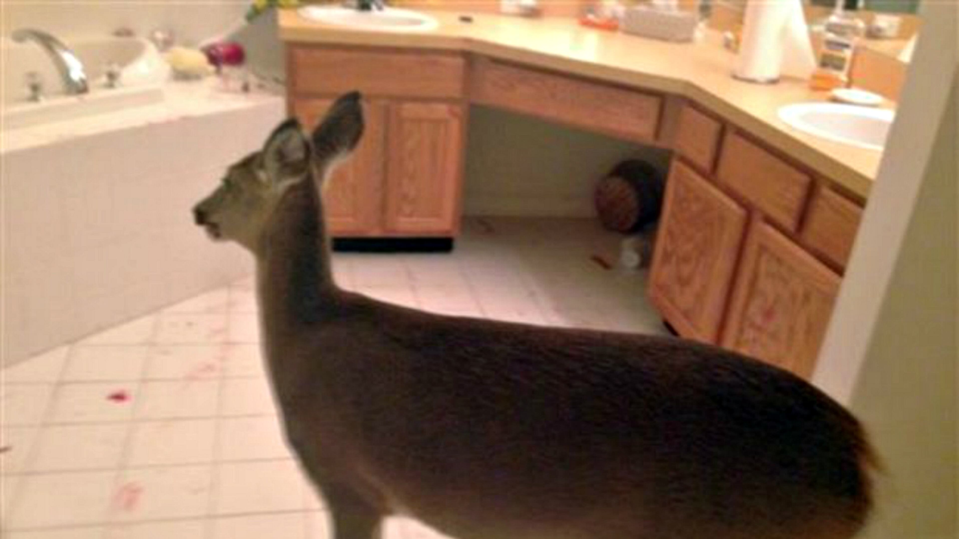 Deer in bathroom