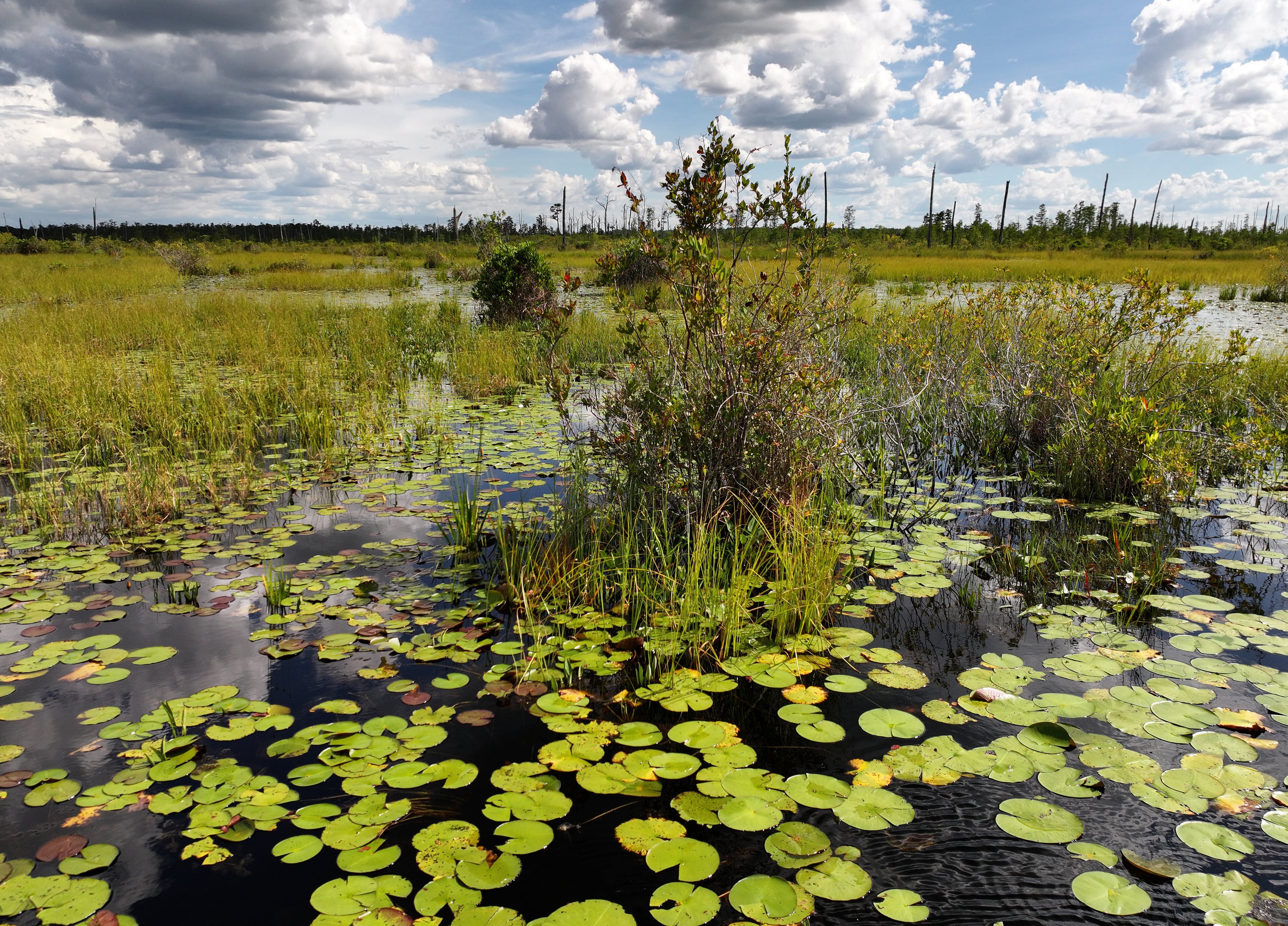 An aerial photo shows the Okefenokee Swamp on Tuesday, Aug. 12, 2025. (Hyosub Shin/AJC)