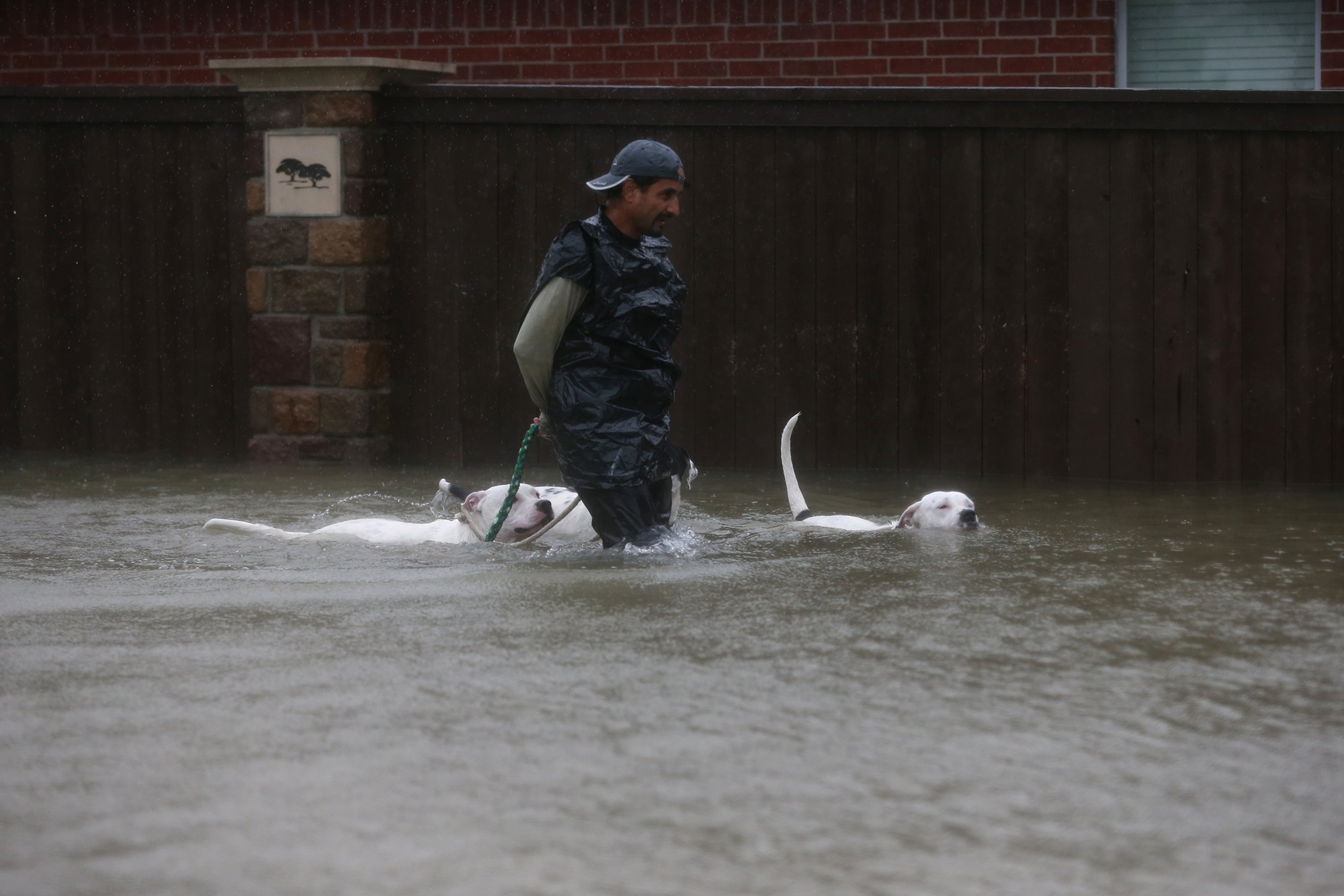 A resident of Twin Oaks Valley leads his dogs out of the flood zone Monday, Aug. 28, 2017 in Clodine, Texas. (Robert Gauthier/Los Angeles Times/TNS)