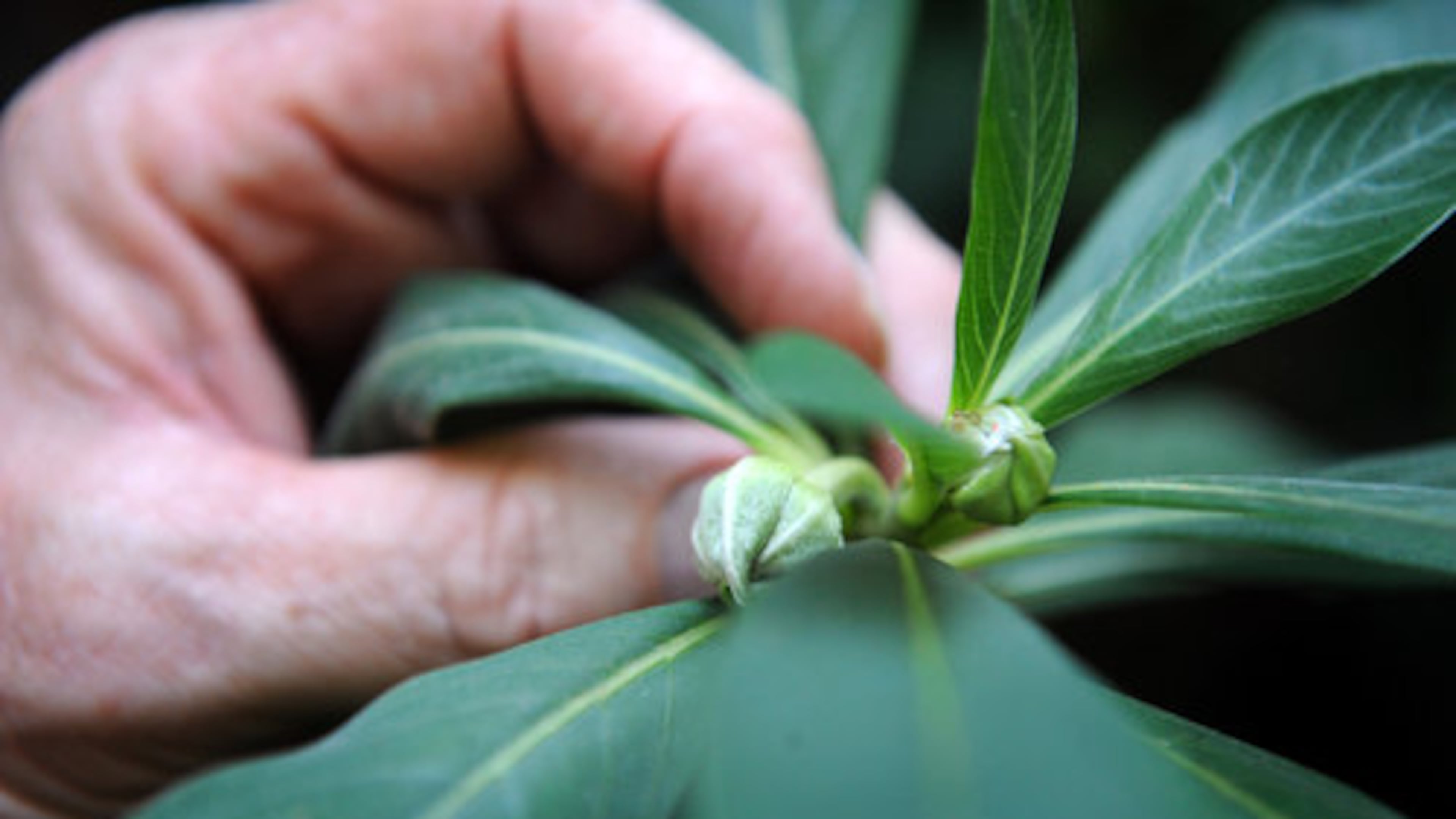 Confidence grows much like a plant: with time, care and a supportive environment that helps it take root and flourish. (Hyosub Shin/hshin@ajc.com)