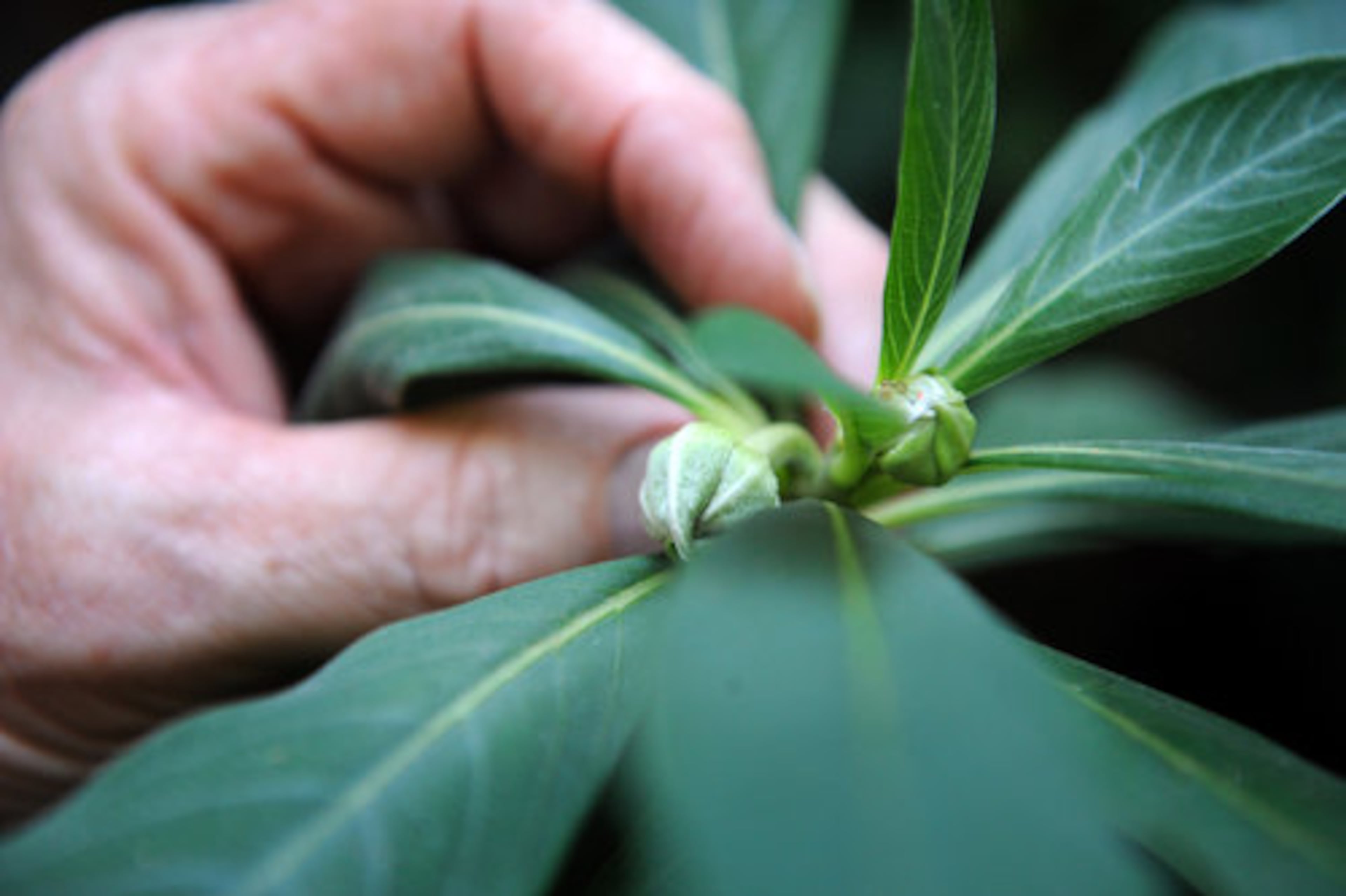 The couple's garden is primed for winter color with plants such as this edgeworthia. From late December through January, the shrub will bloom with creamy white flowers and intense fragrance. "When you walk through here in January, it's like a French brothel -- it's that fragrant," Jeff joked.