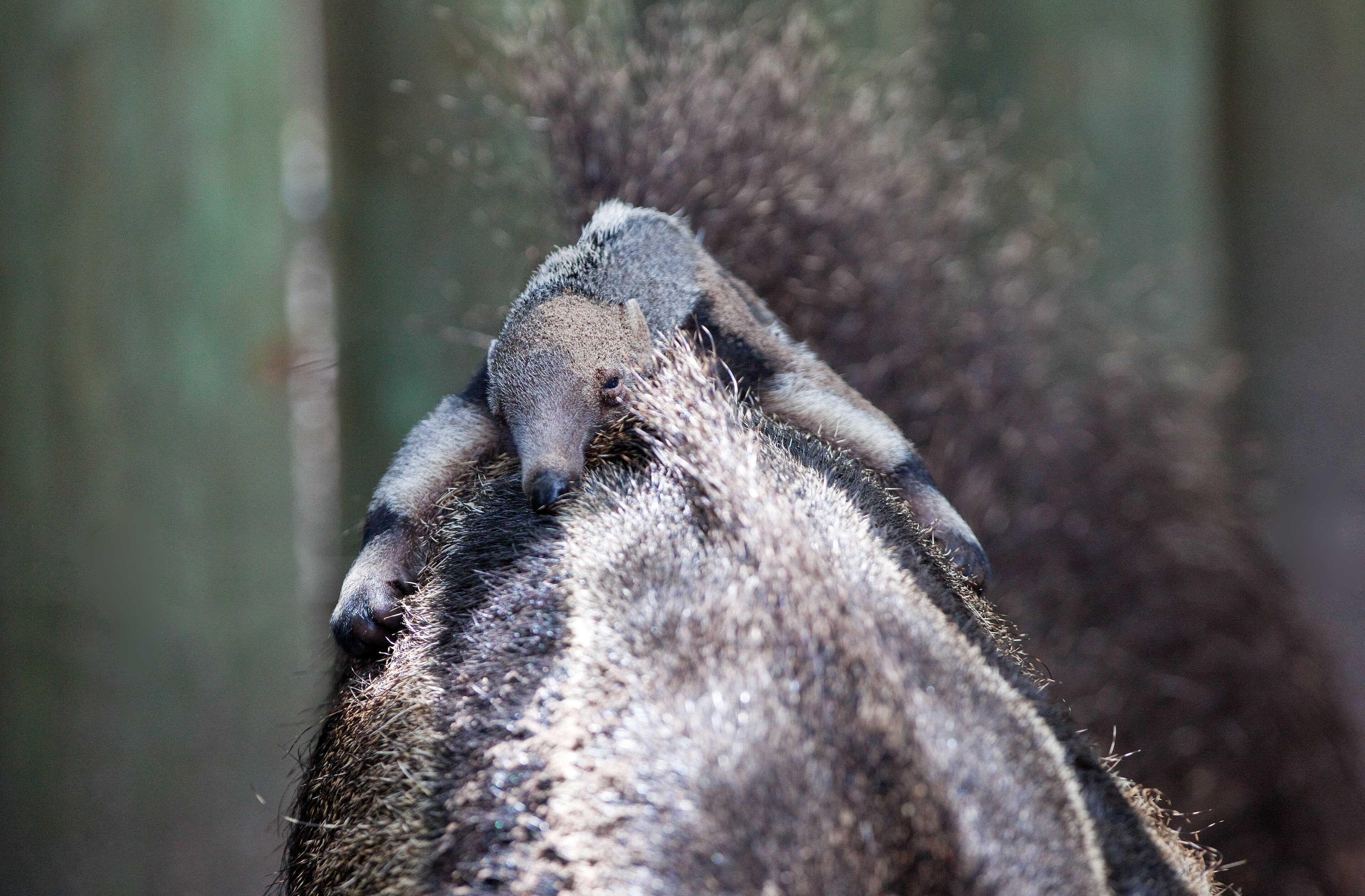 The new anteater is only a month old and currently weighs less than 5 lbs. The baby will grow up to weigh more than 100 lbs like its parents, Adelhi (mother) and Buddy (father). Anteater babies nurse for six months and are carried on their mothers’ backs for up to a year.